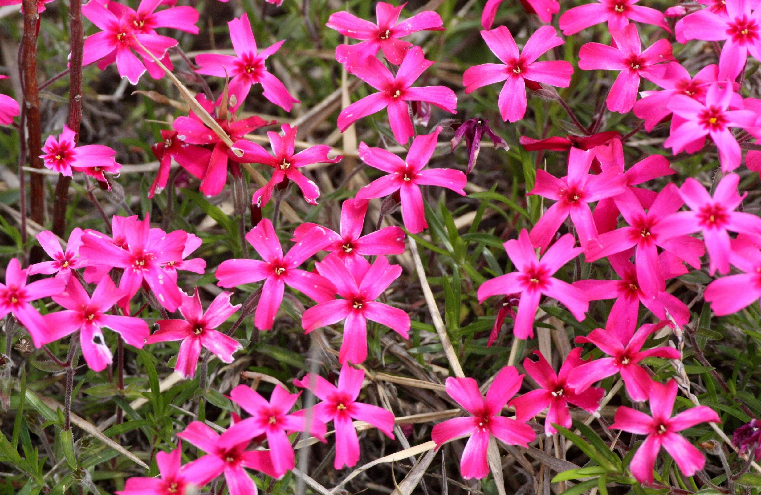 PLANT SPECIES - SHIMOKITA PENINSULA JAPAN (2).JPG