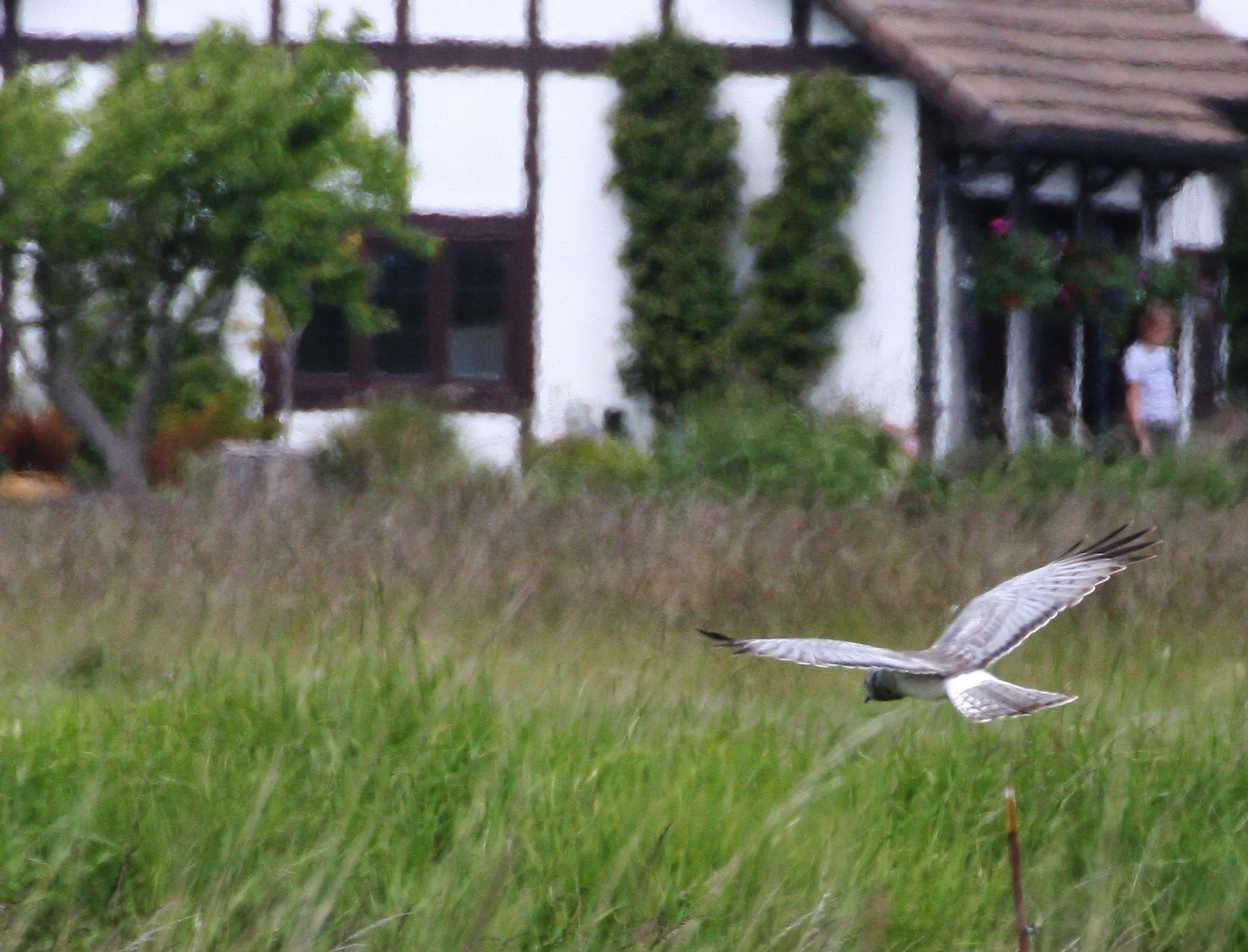 Circus hudsonius - NORTHERN HARRIER OR MARSH HAWK - JAMESTOWN WA  (16).JPG