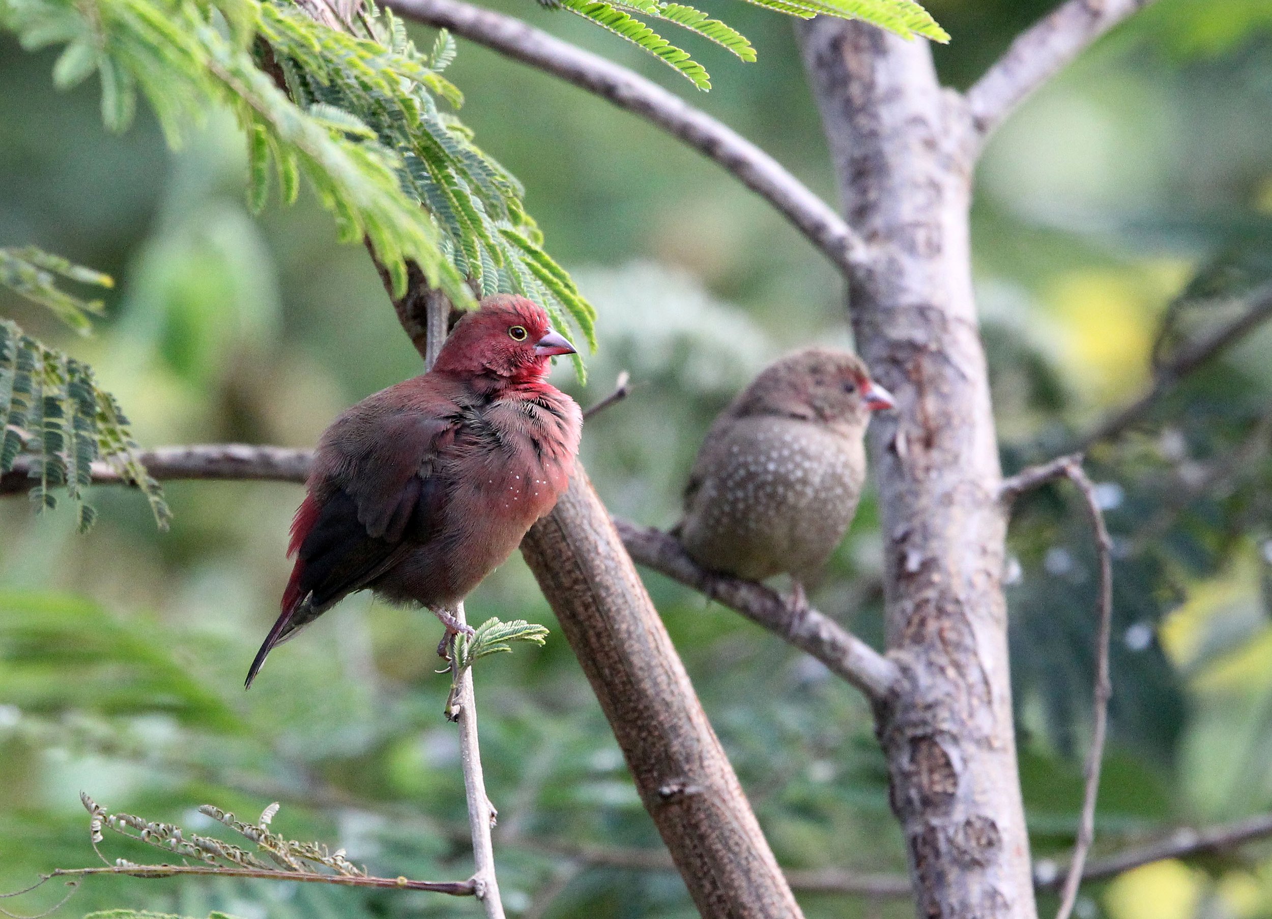 Red-billed Firefinch or Senegal Firefinch (Lagonosticta senegala) Nyungwe NP Rwanda 2012 (12).JPG