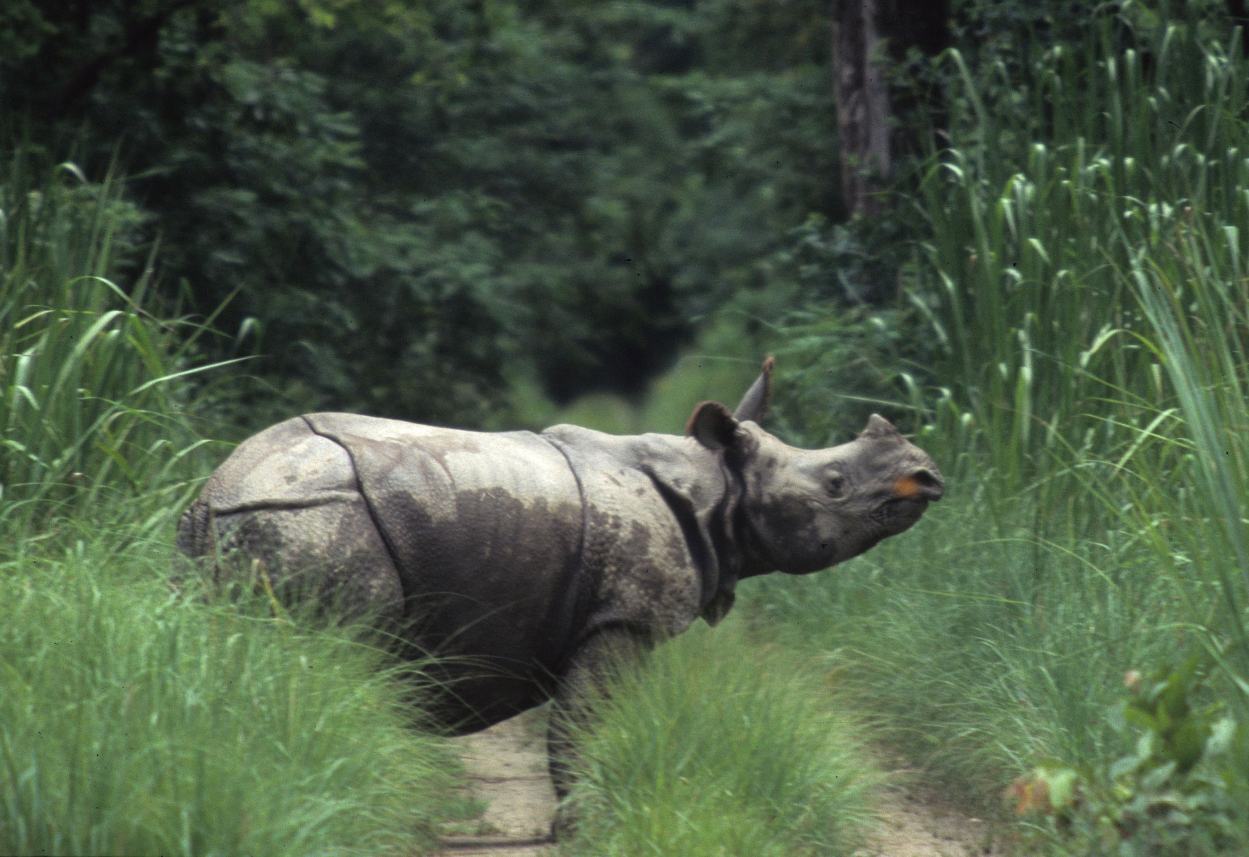 Rhinoceros unicornis - INDIAN (ASIAN ONE-HORNED) RHINOCEROS - CHITWAN NATIONAL PARK NEPAL (3).jpg
