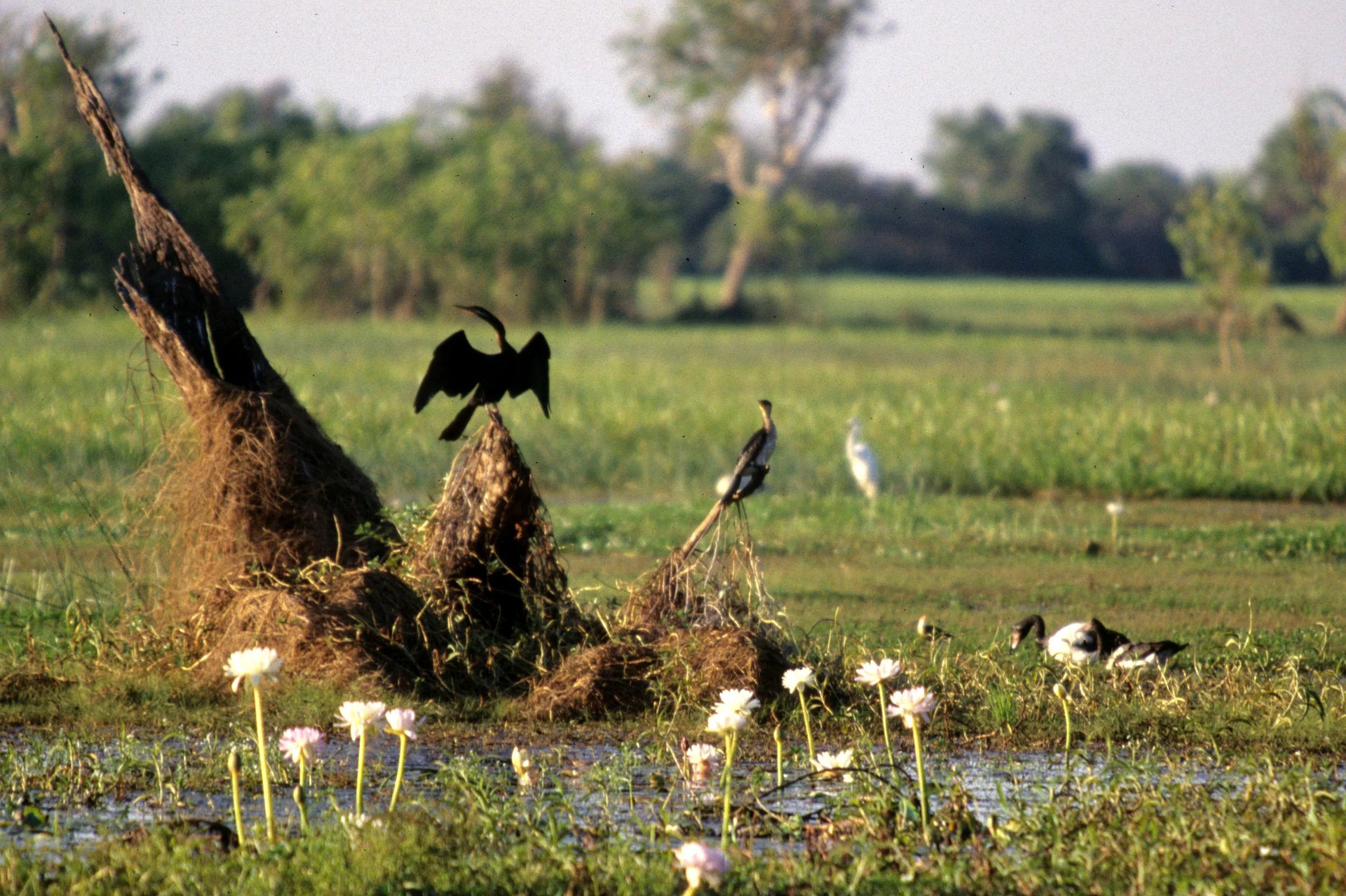 BIRD - DARTER - KAKADU NP.jpg