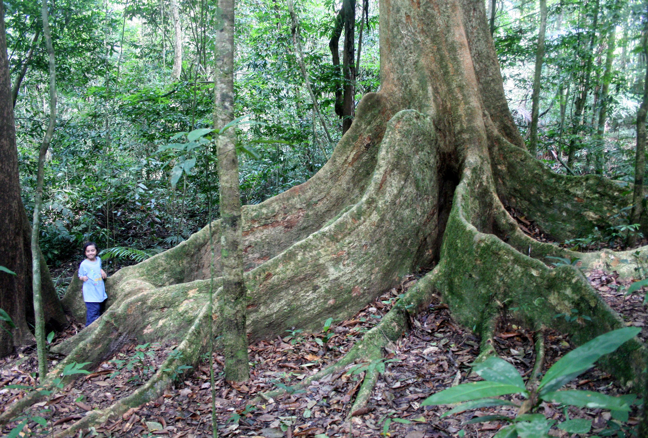 KRUNG CHIN NP THAILAND - FOREST GIANT (6).JPG