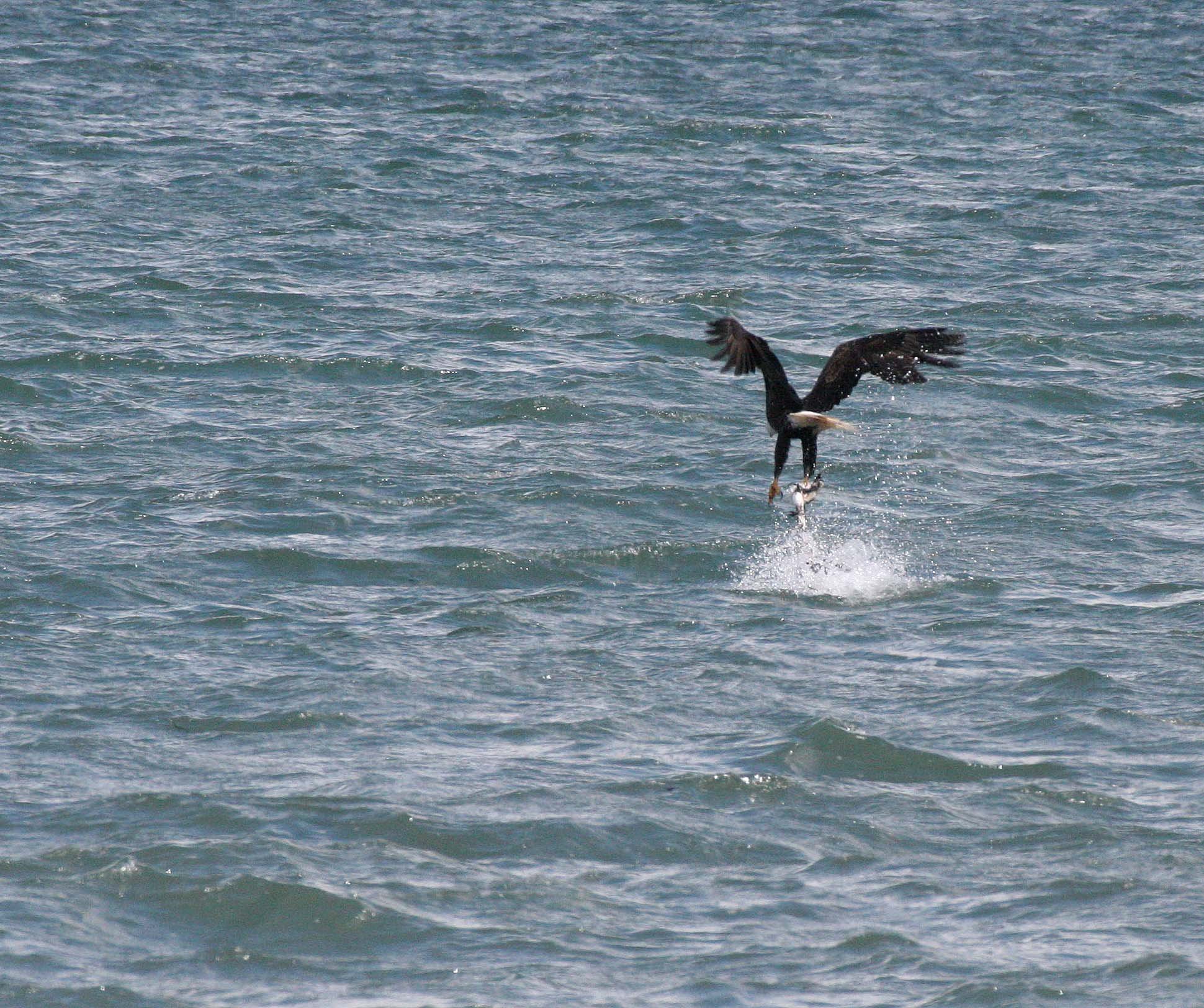 Haliaeetus leucocephalus - AMERICAN BALD EAGLE - FISHING HUMBOLT SQUID - SEQUIM BAY WA (27).JPG