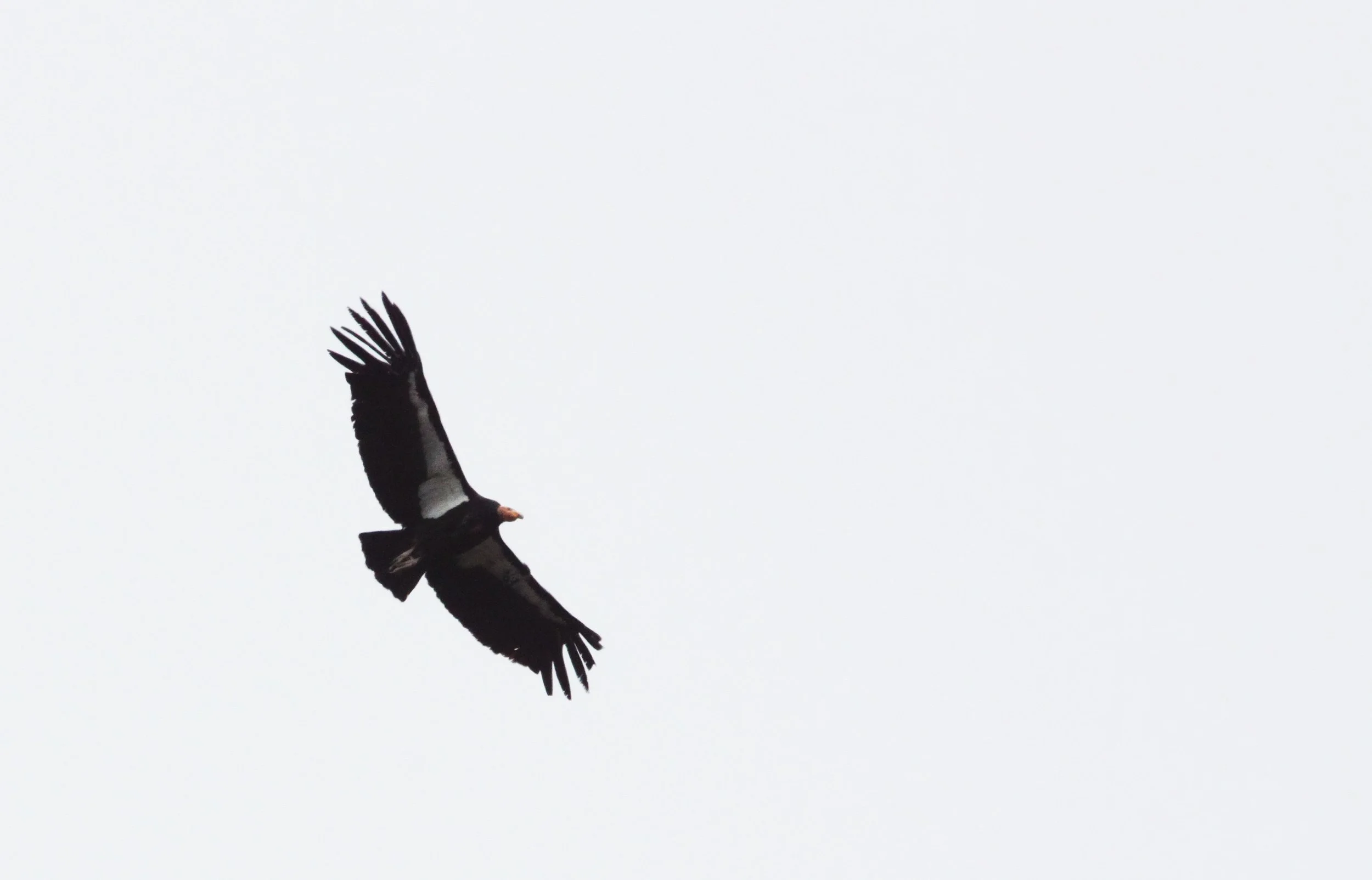 Gymnogyps californianus - CALIFORNIA CONDOR - PINNACLES NATIONAL MONUMENT CALIFORNIA (84).JPG