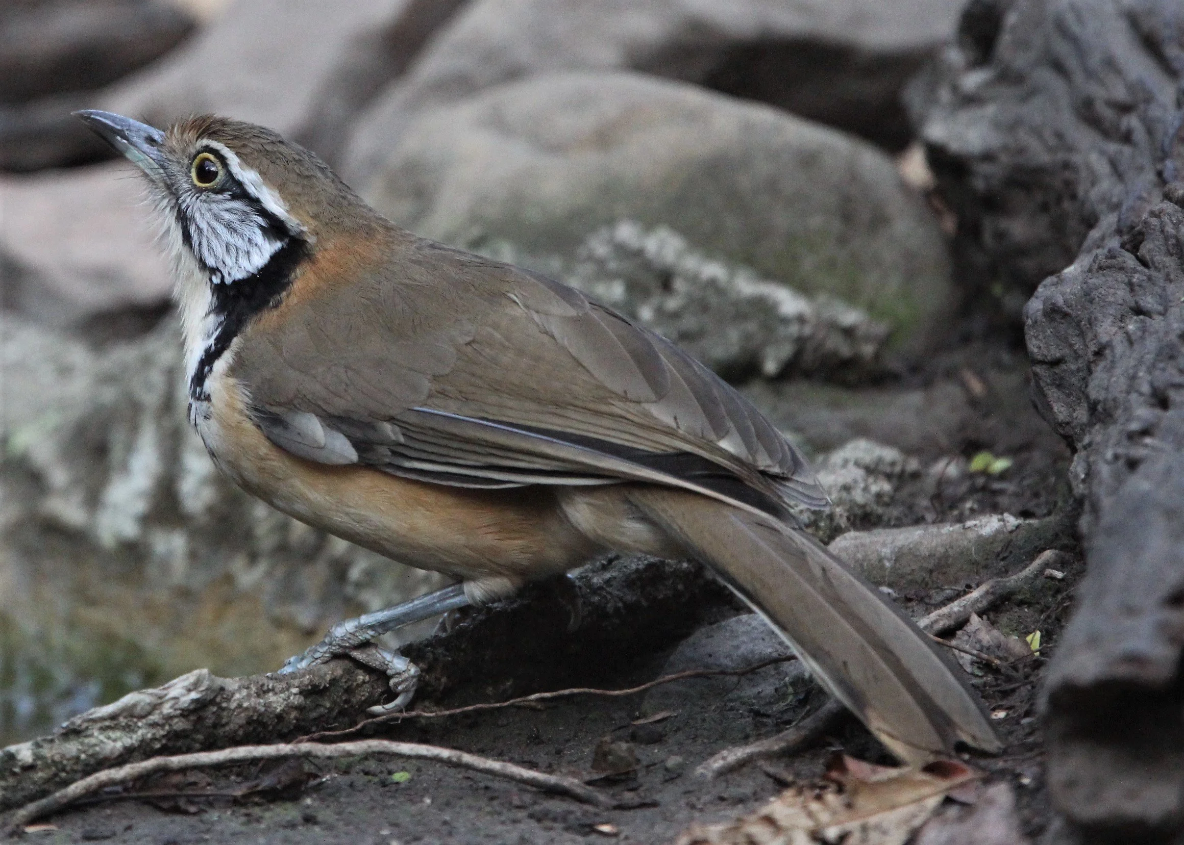 LAUGHINGTHRUSH - GREATER NECKLACED LAUGHINGTHRUSH - Garrulax pectoralis - LUNG SIN HIDE, KAENG KRACHAN (10).jpg