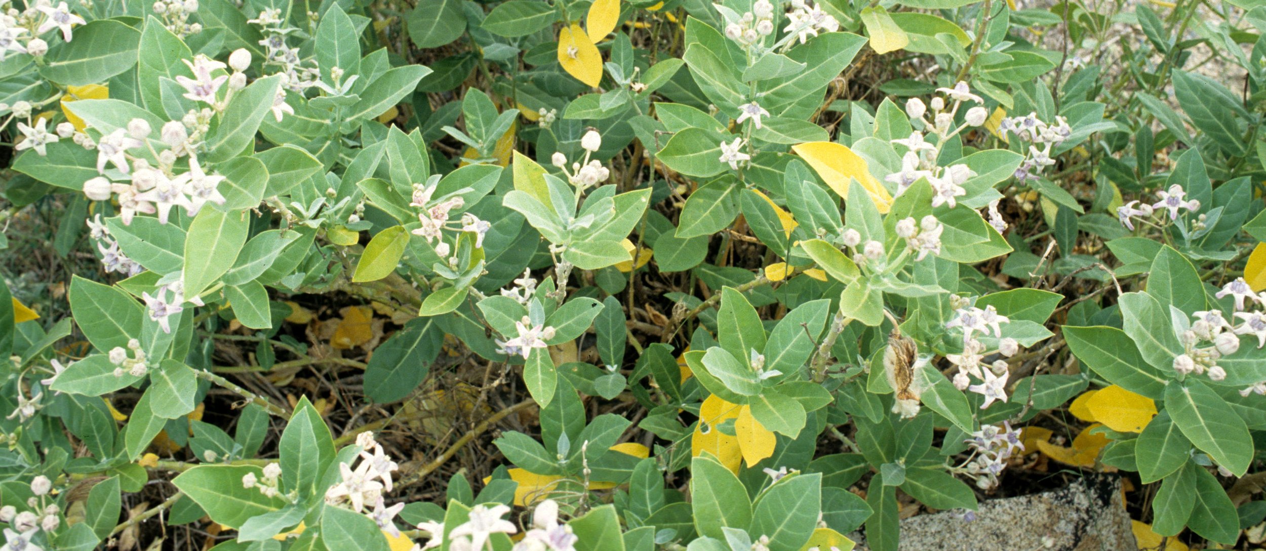 VIET NAM - PLANT SPECIES A.jpg