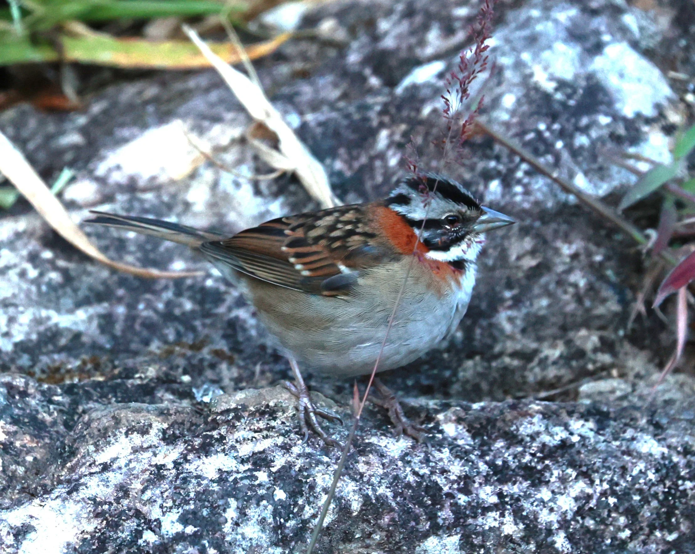 Rufous-collared Sparrow (Zonotrichia capensis) Caraca Seminary, Minas Gerais (6).JPG