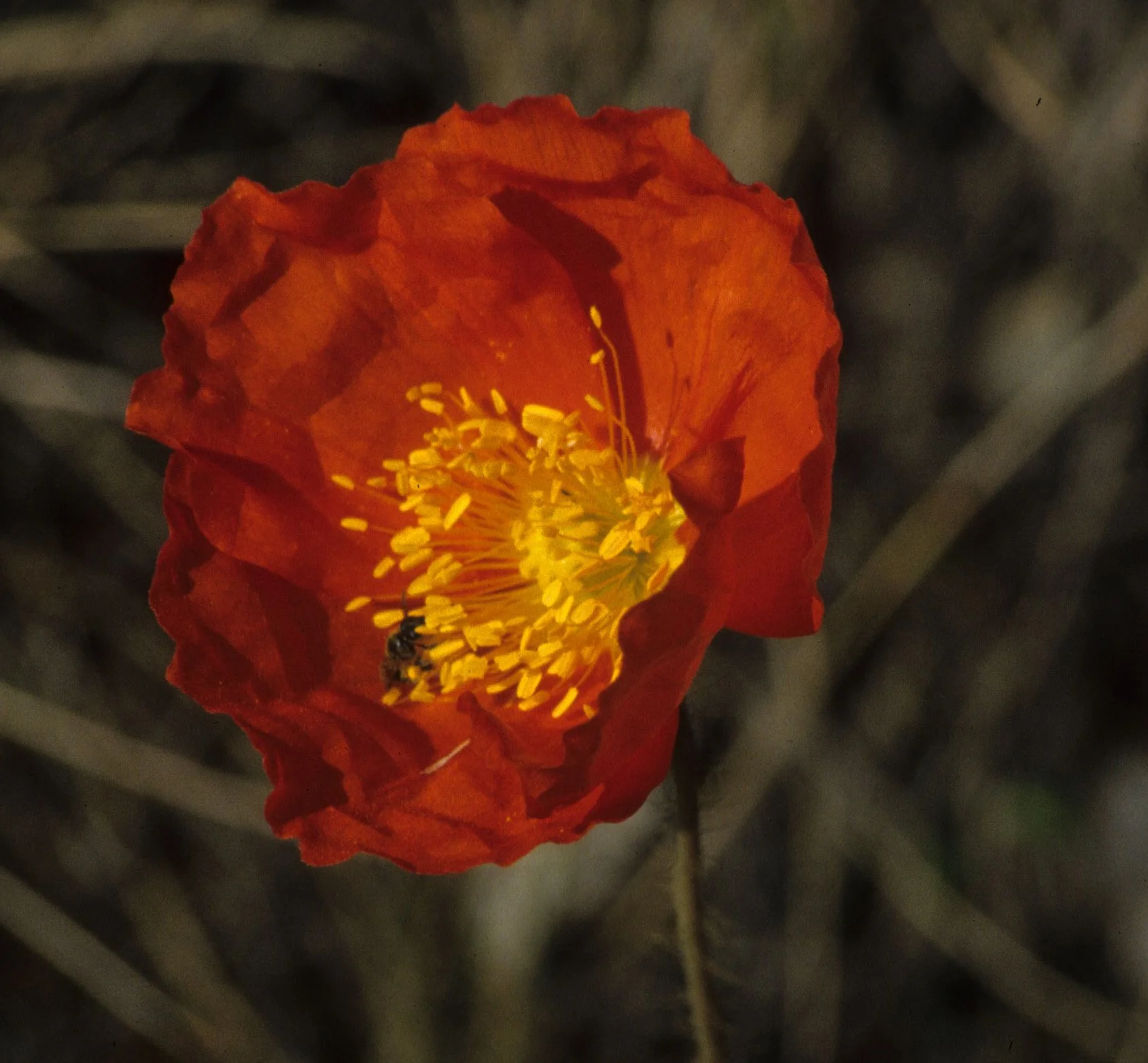 ALASKA - PAPAVER SPECIES - POPPY A.jpg