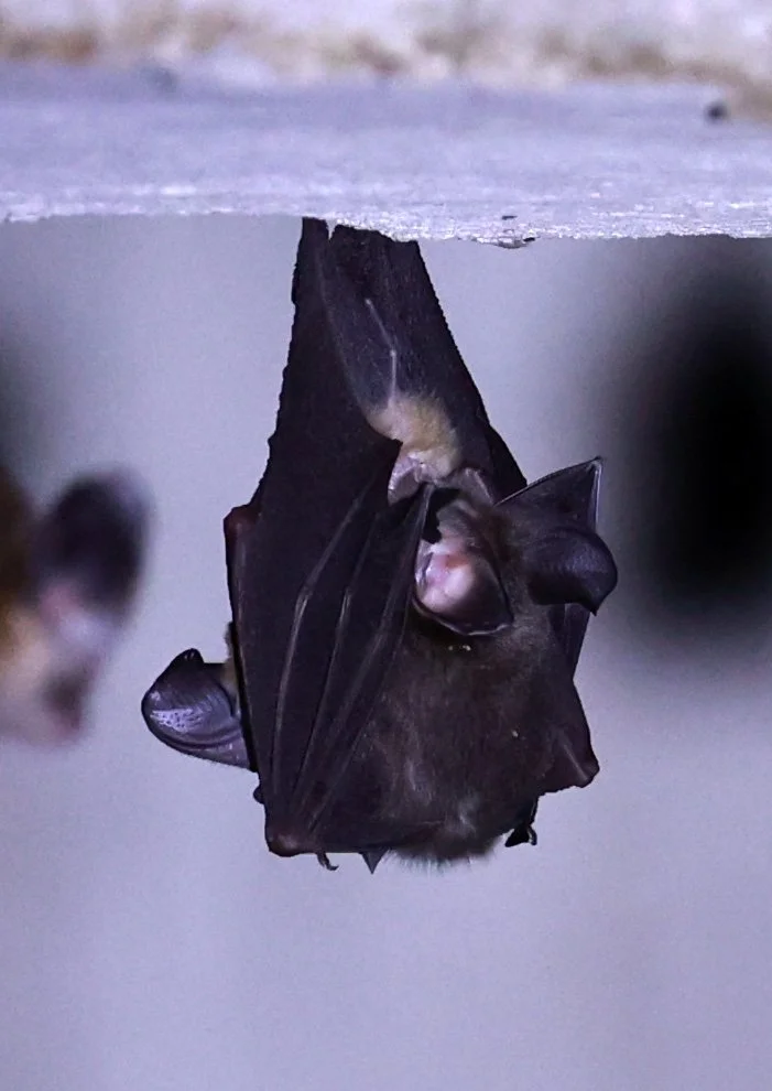 Hipposideros gentilis 
