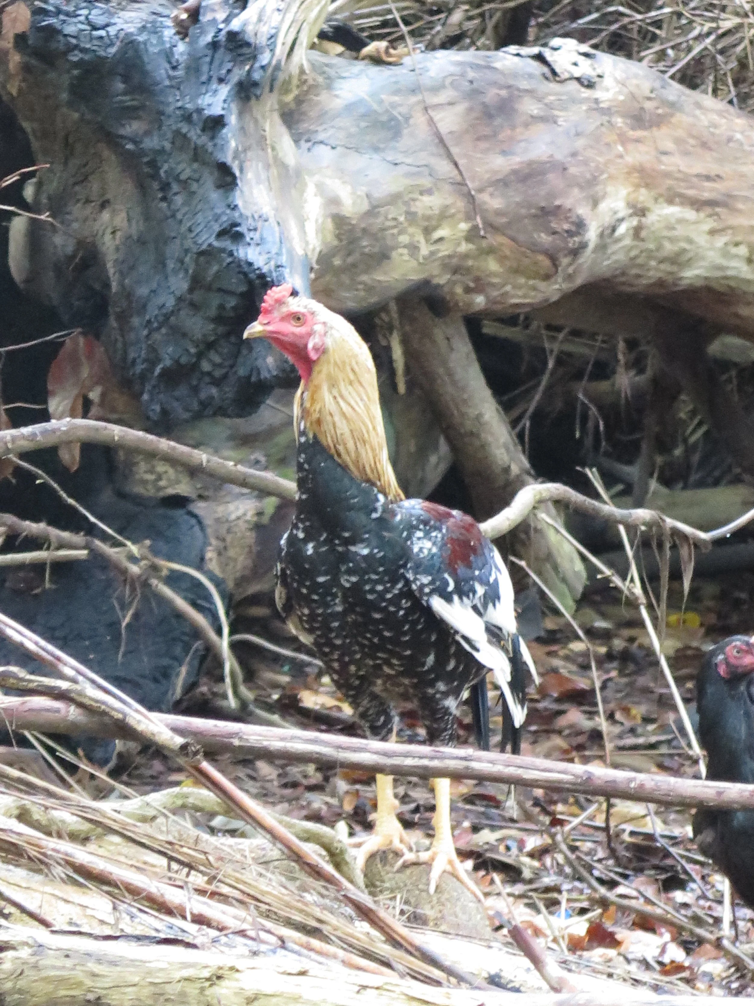 LANTA PROJECT - NOVEMBER 2014 UPDATE (94).jpg