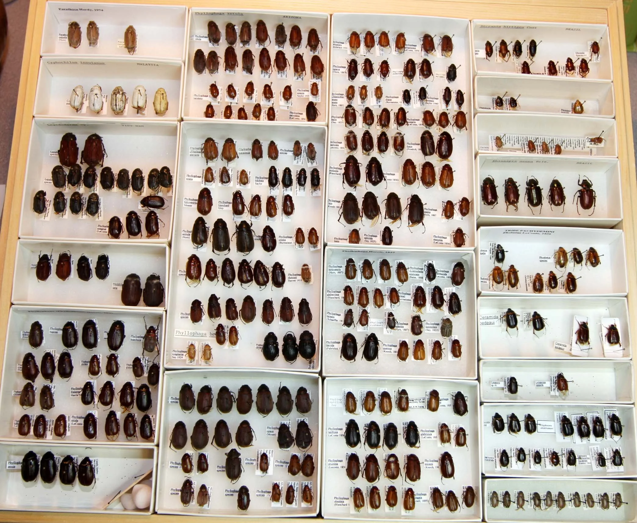 3 Melolonthinae - Phyllophaga species.JPG