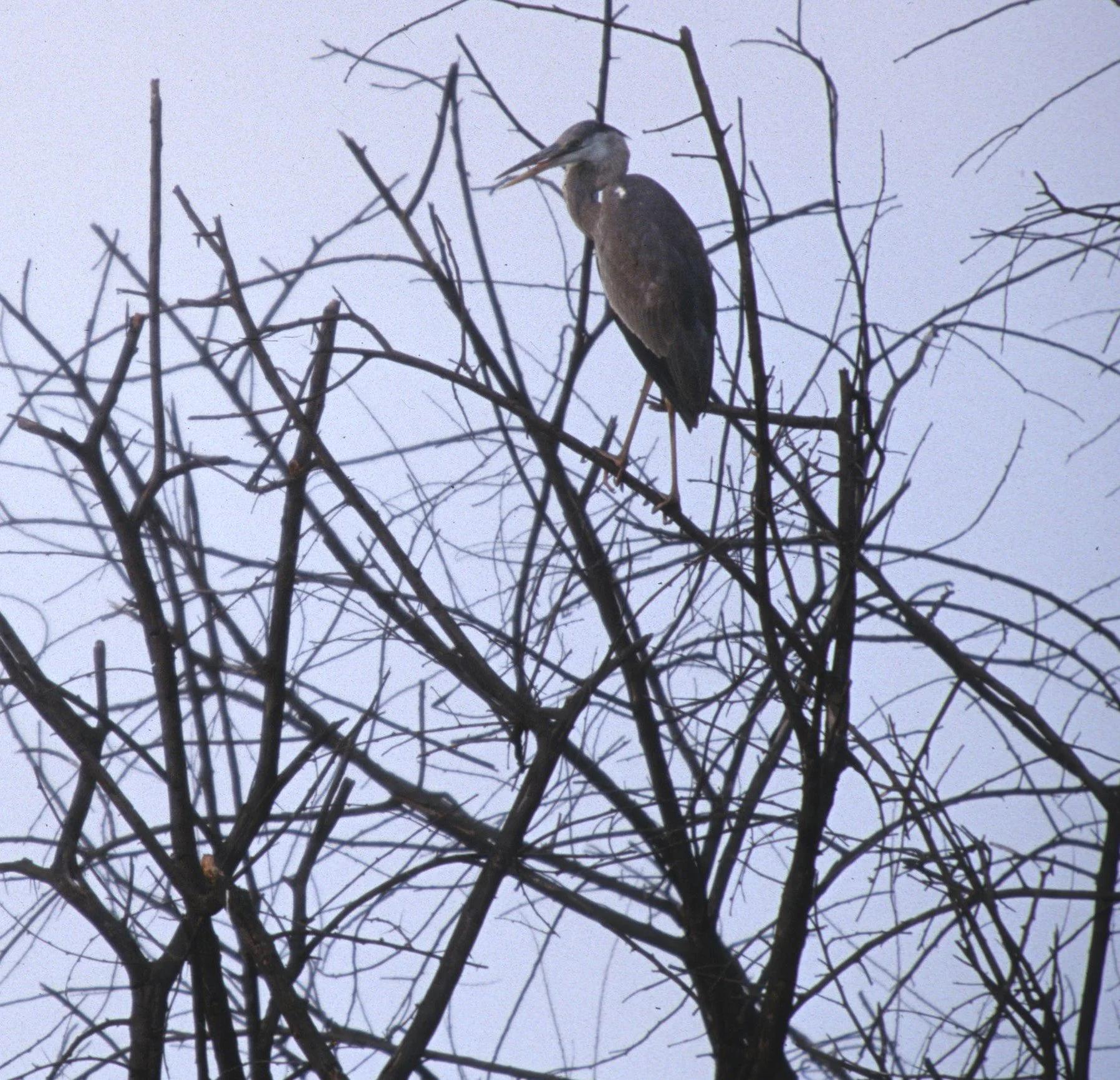 HERON - GREY HERON -  Ardea cinerea - KALEODEO INDIA.jpg