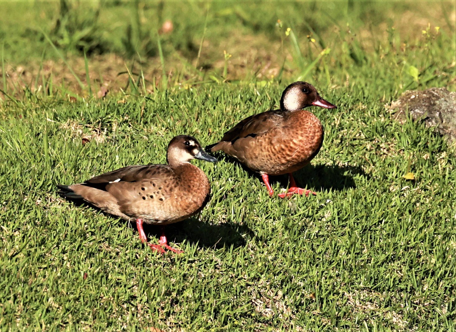 Duck - Brazilian Teal - Amazonetta brasiliensis - Santa Teresa, Pousada Vita Verde (4).jpg