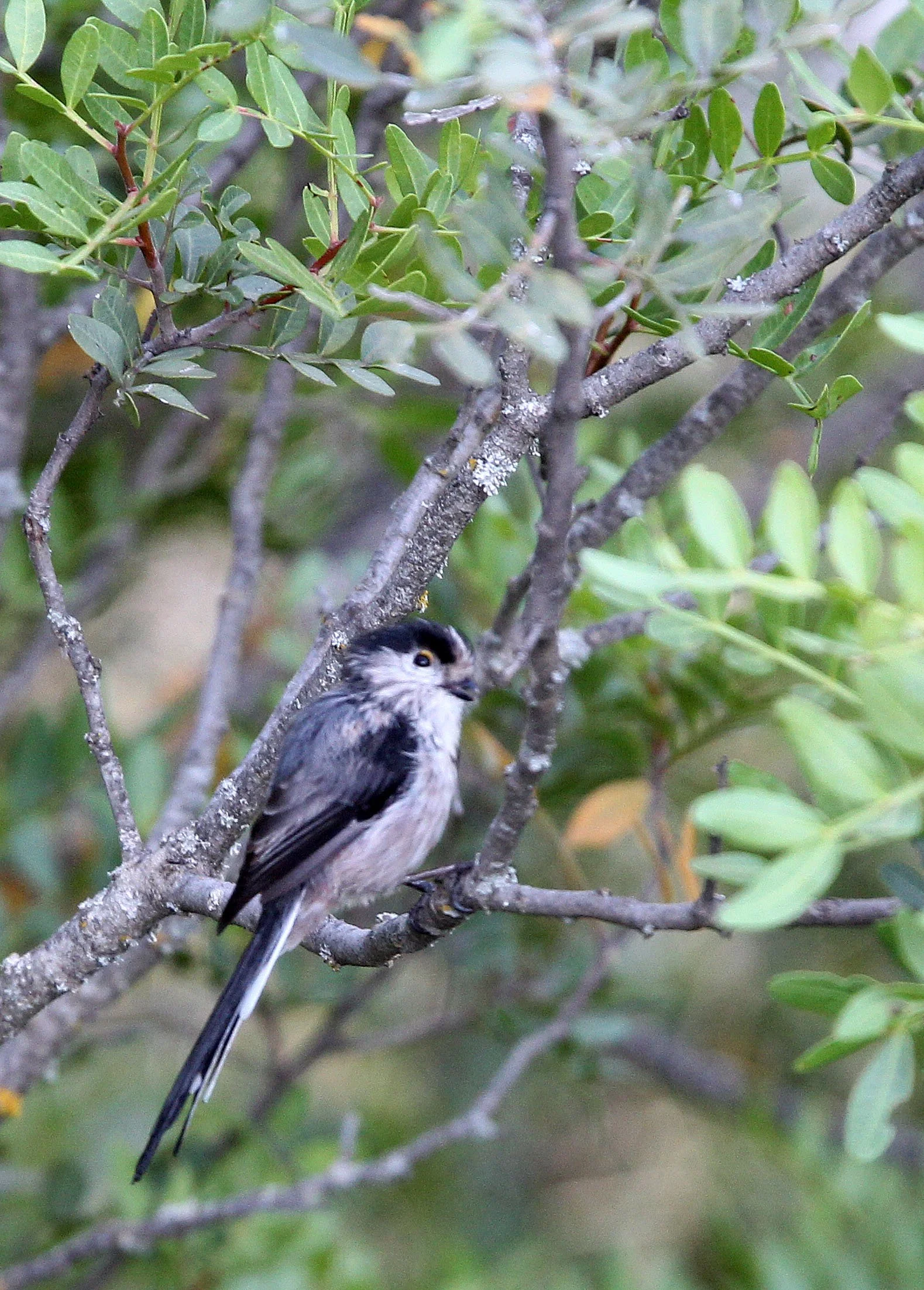 Long-tailed tit (Aegithalos caudatus) Sierra de Andujar Spain (2).JPG