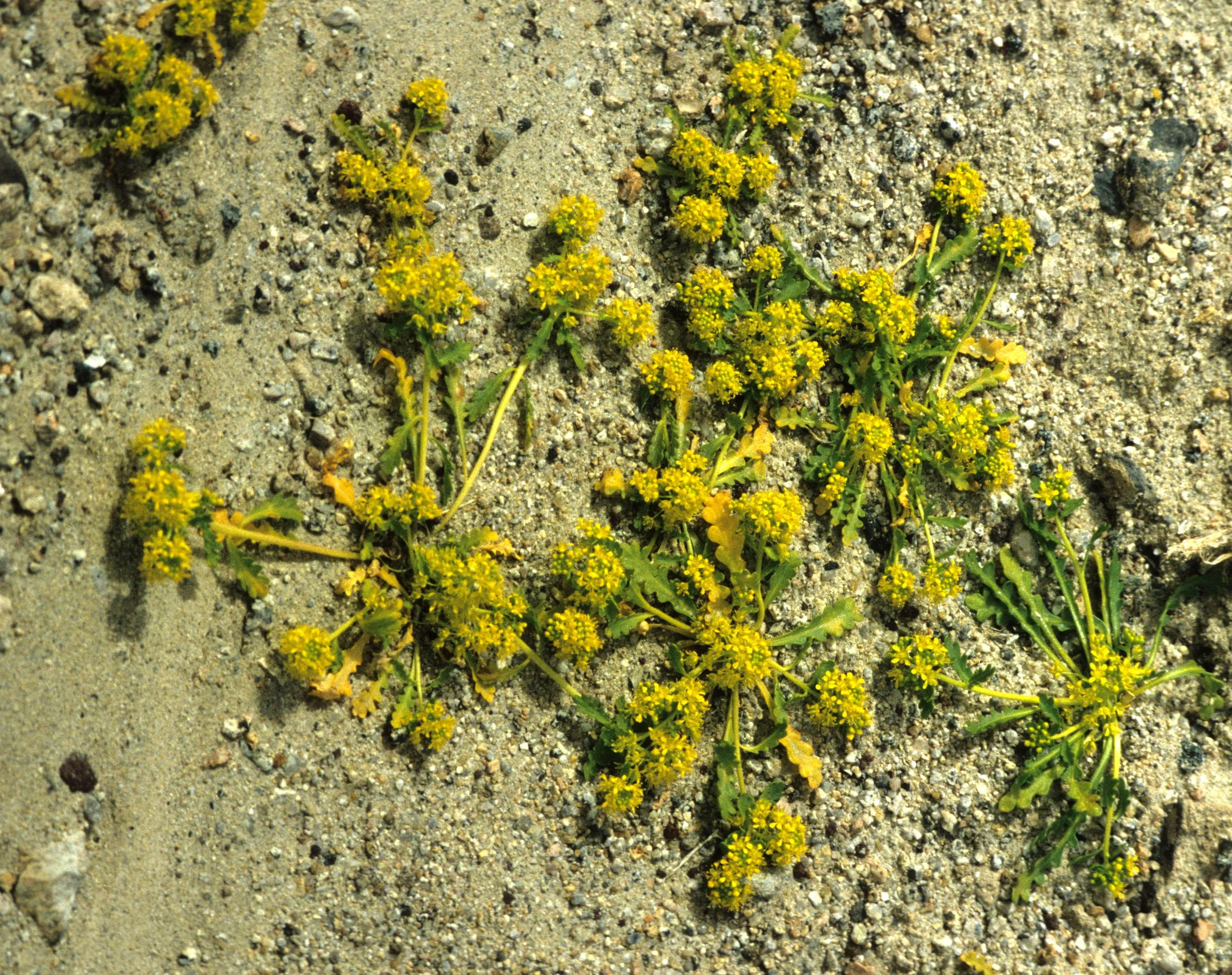 DEATH VALLEY - GILMANIA LUTEOLA - GOLDEN CARPET B.jpg