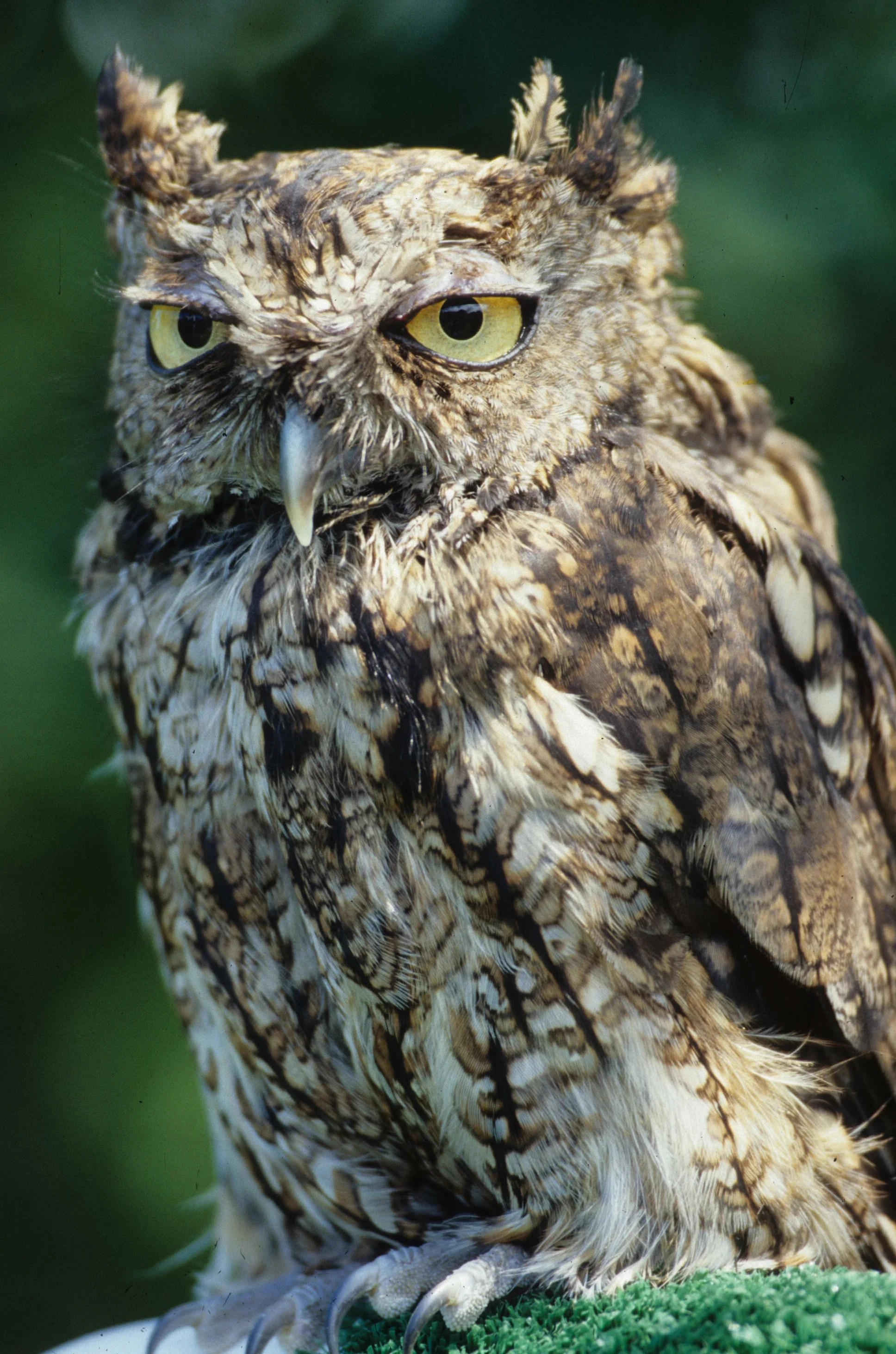 Strix varia - BARRED OWL - OLYMPIC RAPTOR CENTER WASHINGTON (12).jpg
