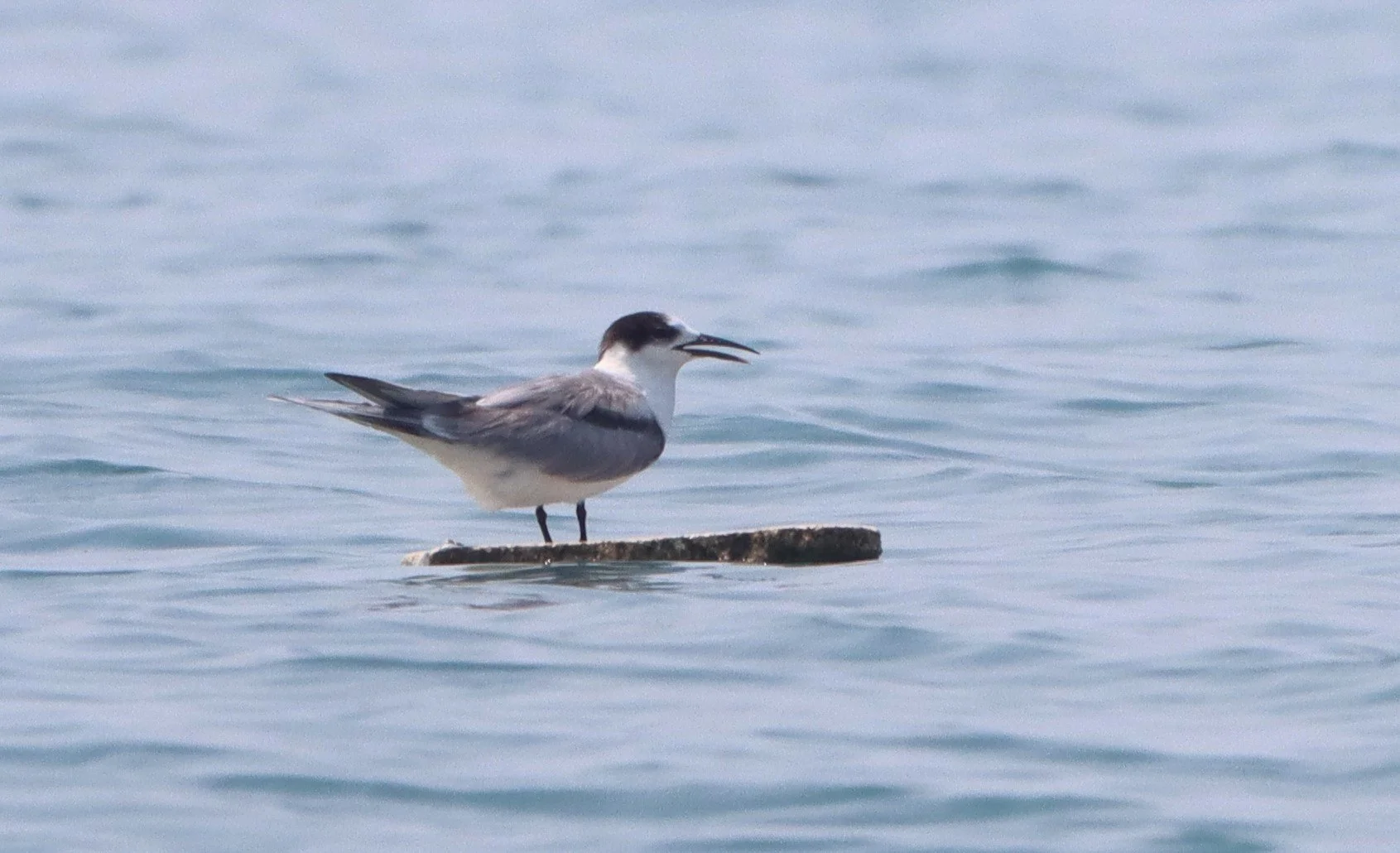 TERN - COMMON TERN - Sterna hirundo - UPPER NE GULF OF THAILAND NEAR CHACHOENGSAO (2).jpg