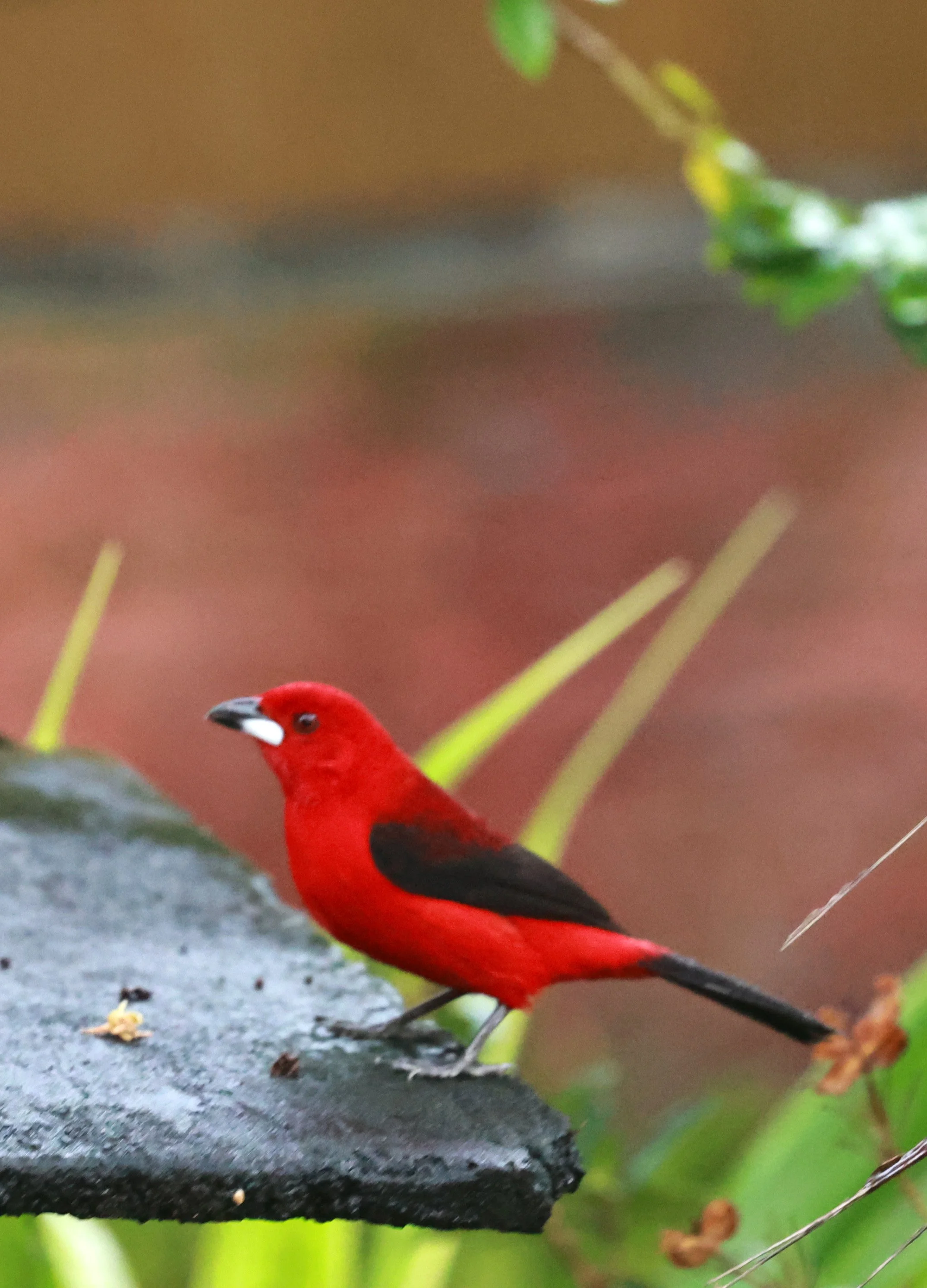Brazilian Tanager (Ramphocelus bresilia) Superagui National Park, Brazil  (6).jpg