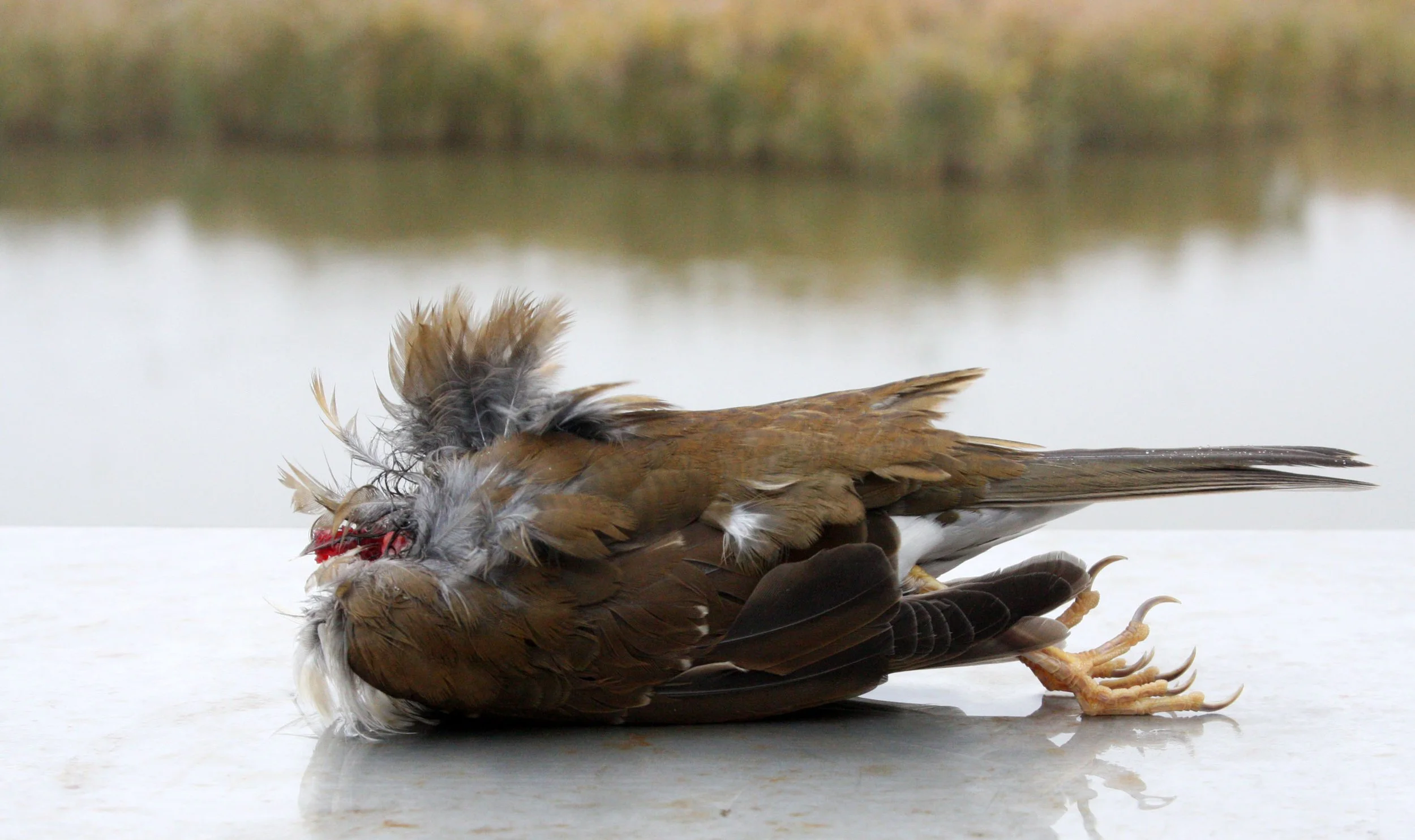 CHONGMING ISLAND - COKIE  (8).JPG