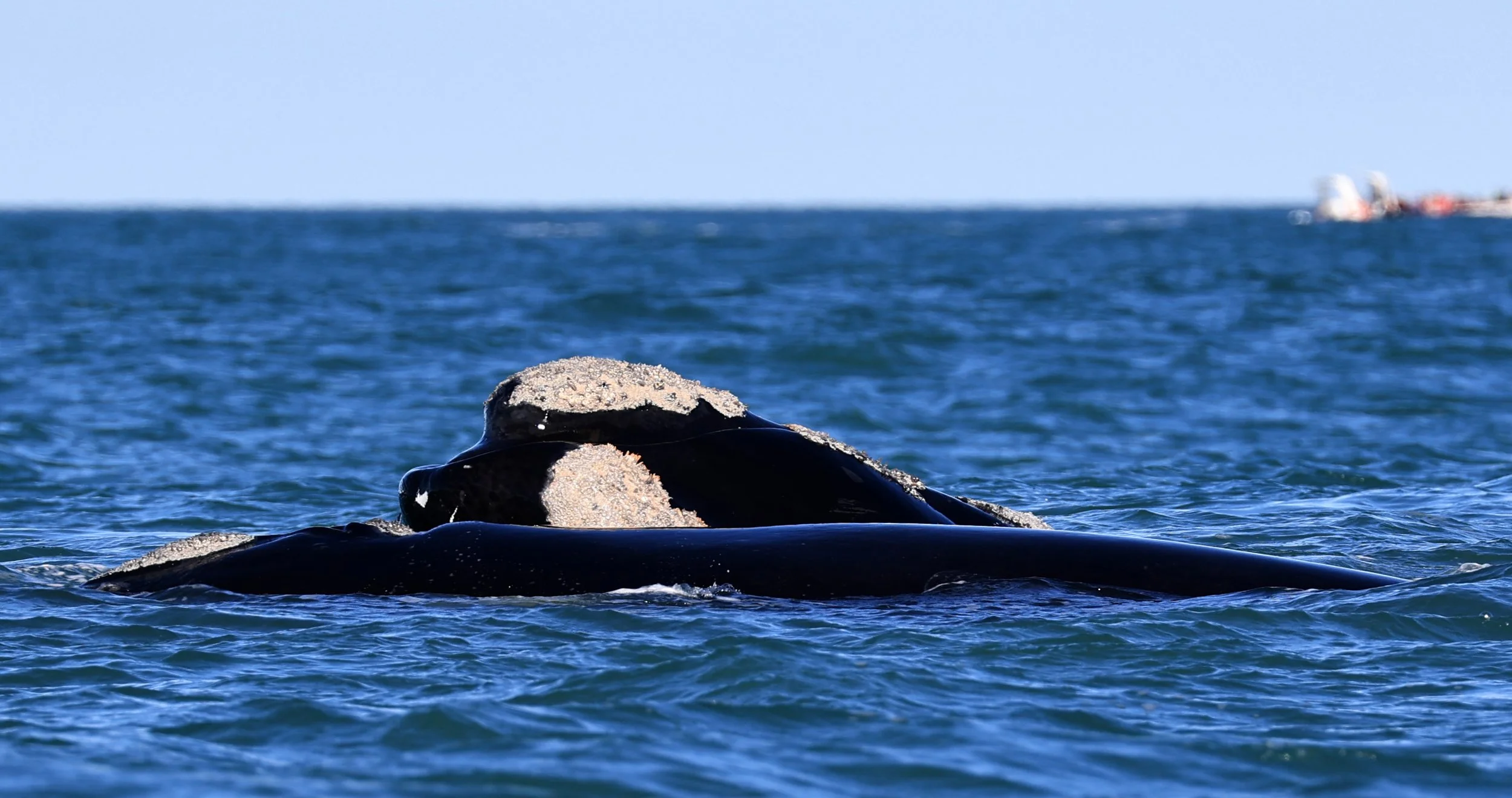 Southern Right Whale (Eubalaena australis) Puerto Rawson Argentina (31).jpg