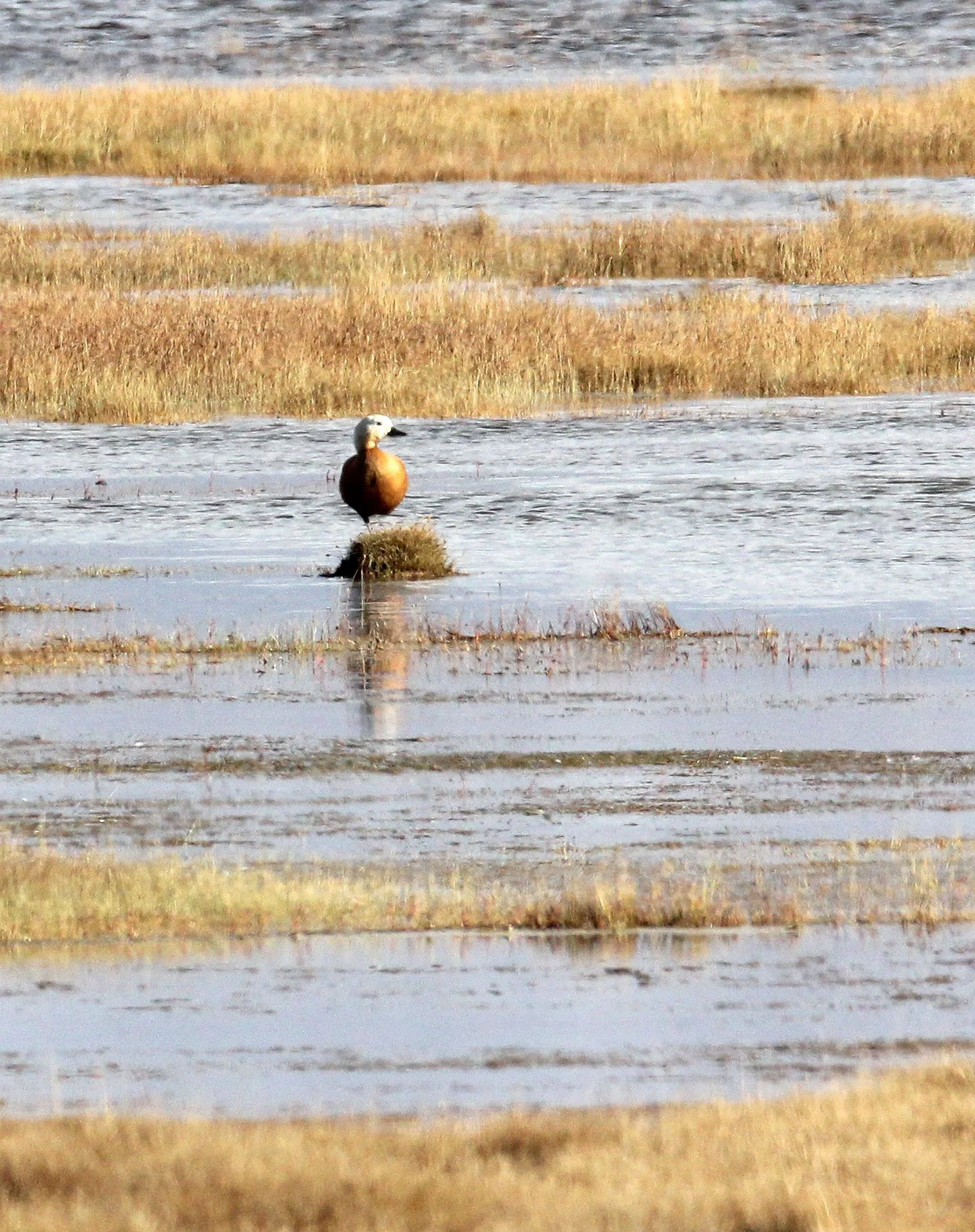 SHELDUCK - RUDDY SHELDUCK  - Tadorna ferruginea - DONG GEI CUO NA LAKE QINGHAI CHINA (4).JPG