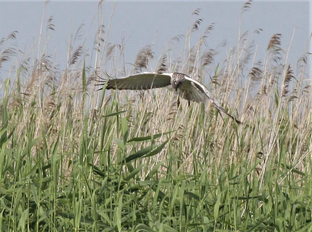 Circus spilonotus - EASTERN MARSH HARRIER - SELENGA DELTA LAKE BAIKAL RUSSIA aa3.jpg