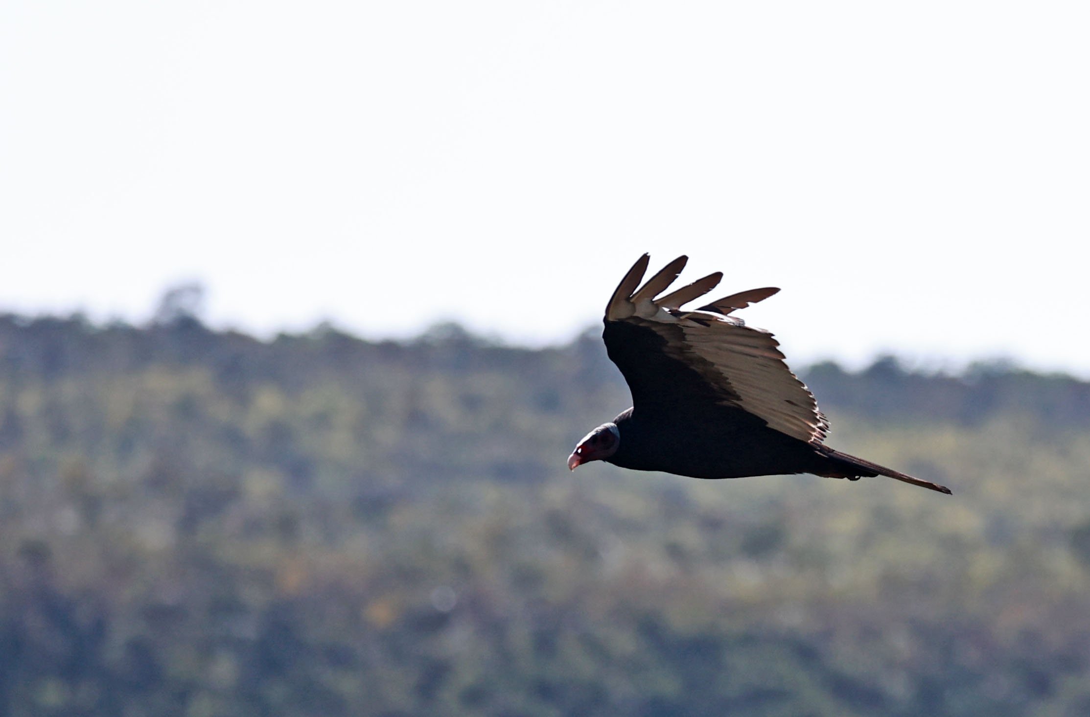 Vulture - Lesser Yellow-headed Vulture - Cathartes burrovianus - Emas National Park, Goias State, Brazil (4).jpg