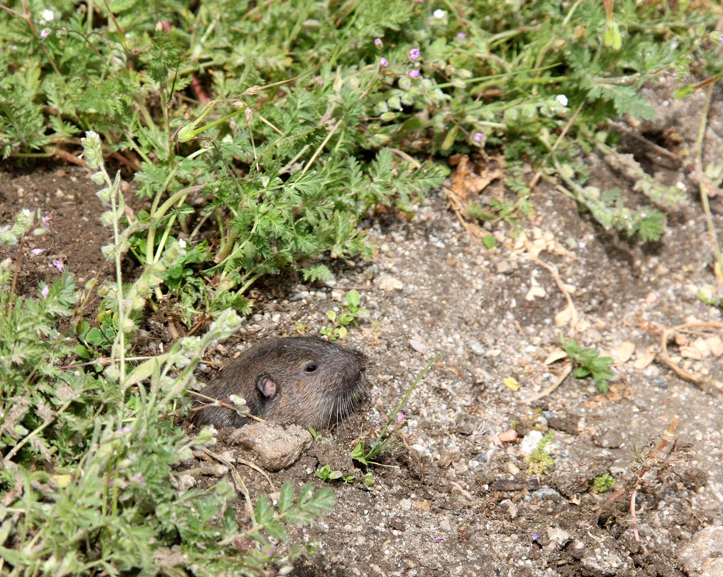 Thomomys bottae - BOTTA'S POCKET GOPHER - PINNACLES NATIONAL MONUMENT CALIFORNIA (9).JPG