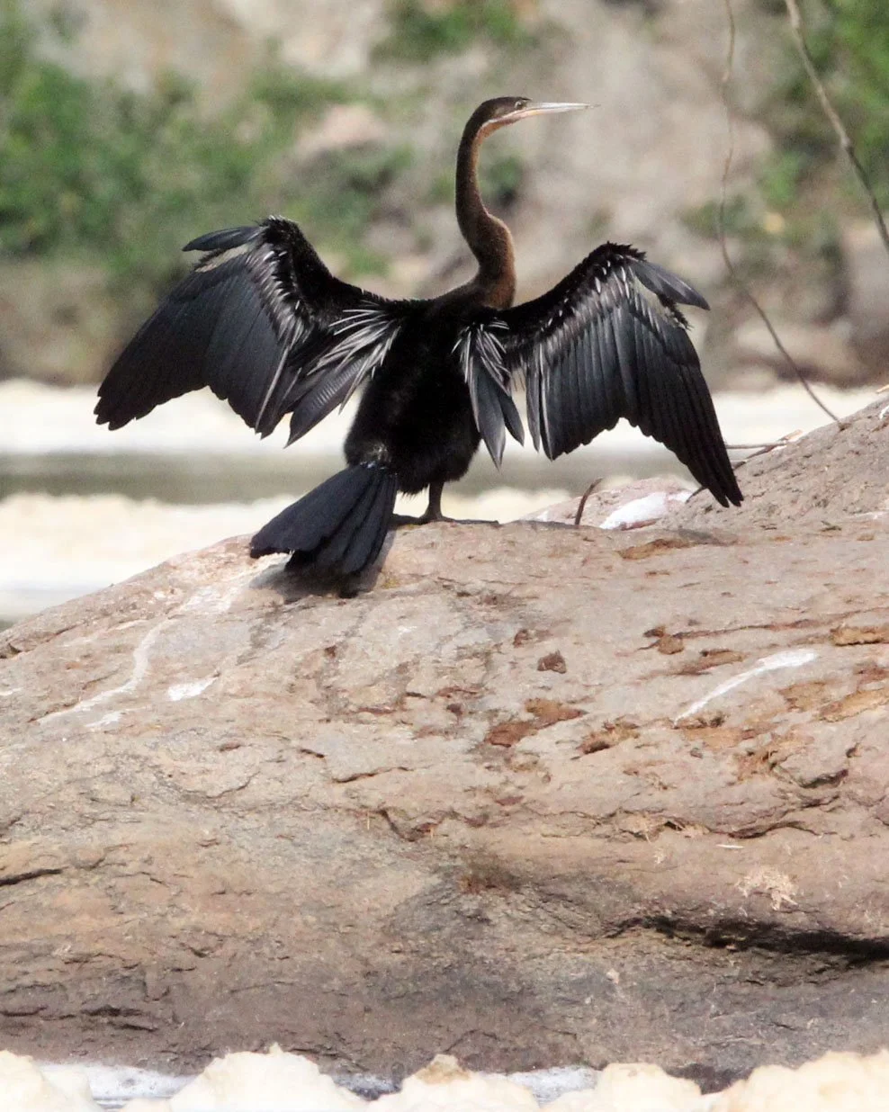 BIRD - DARTER - AFRICAN DARTER - MURCHISON FALLS NATIONAL PARK UGANDA (9).JPG