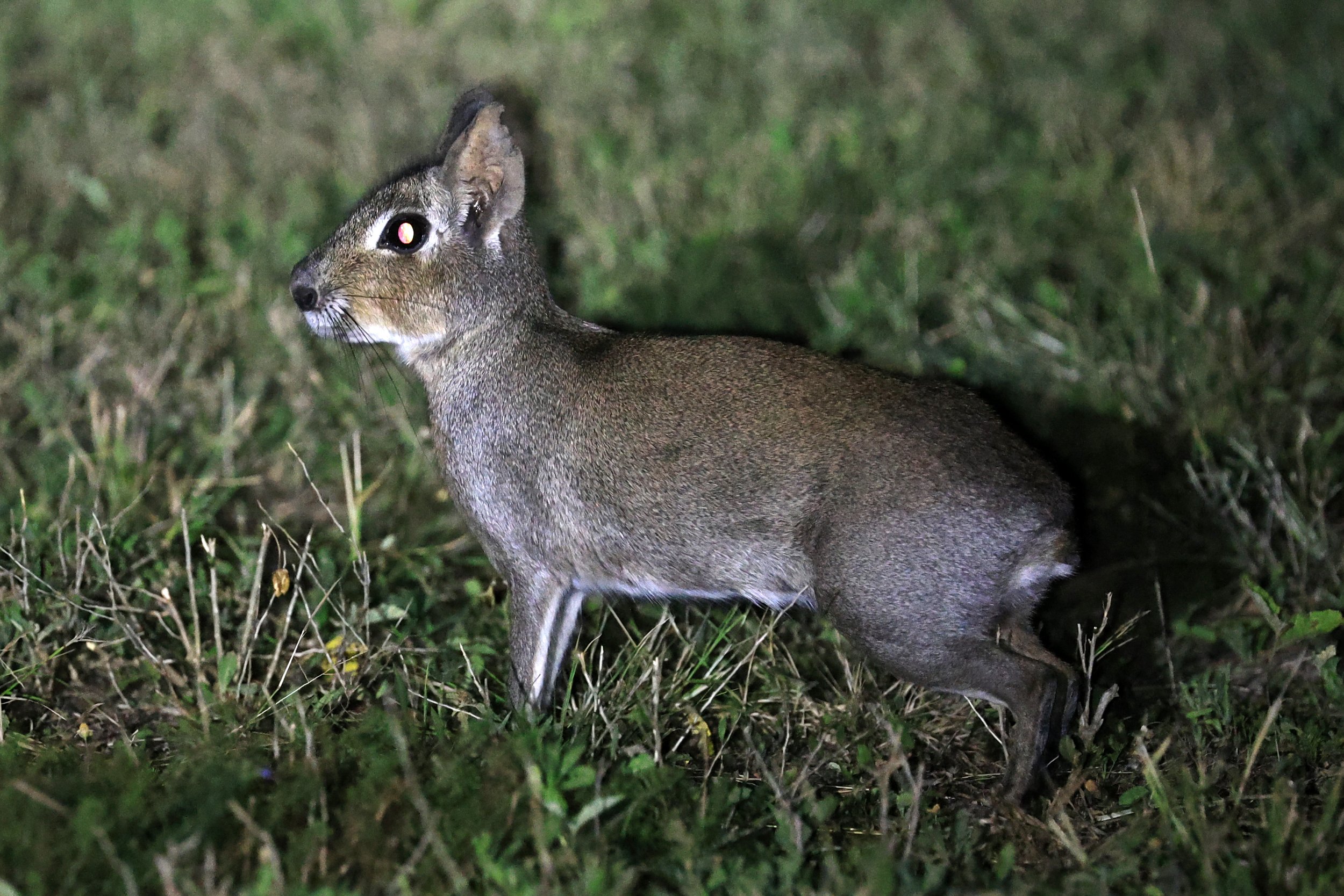 Chacoan Mara (Dolichotis salinicola) Estancia Campo'í Paraguay (96).jpg