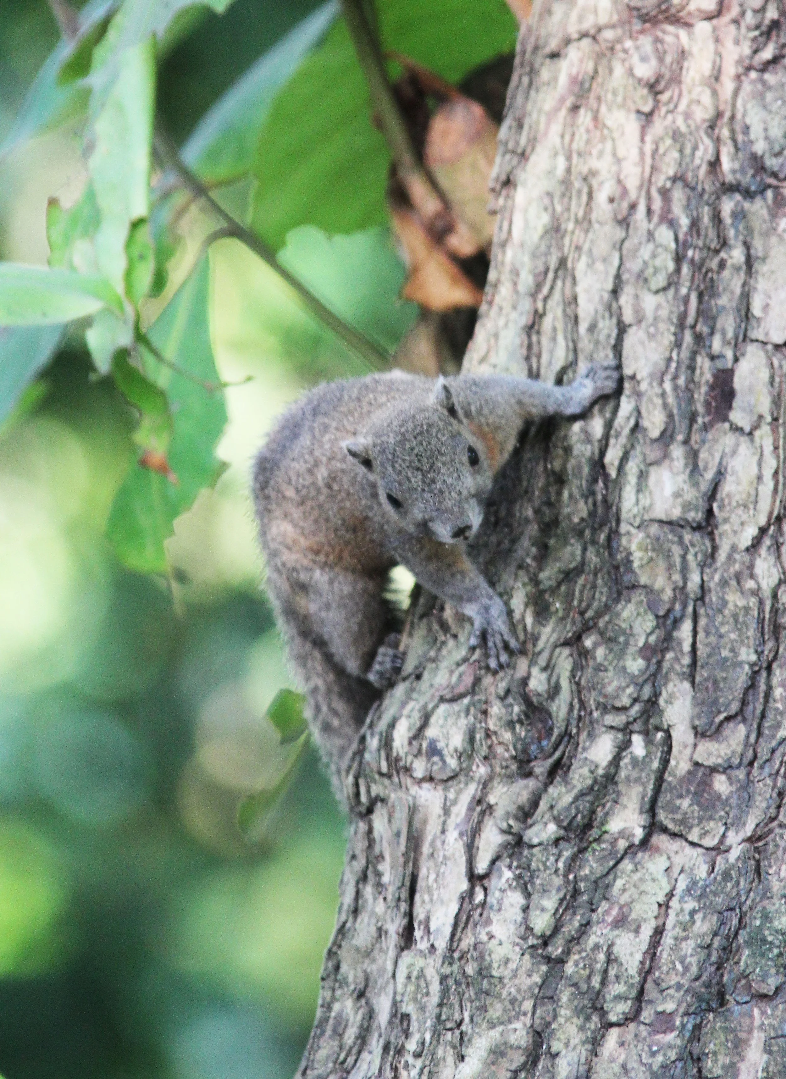 Callosciurus caniceps -  SIMILAN ISLANDS FEB 8-13, 2015 THAILAND (325).JPG