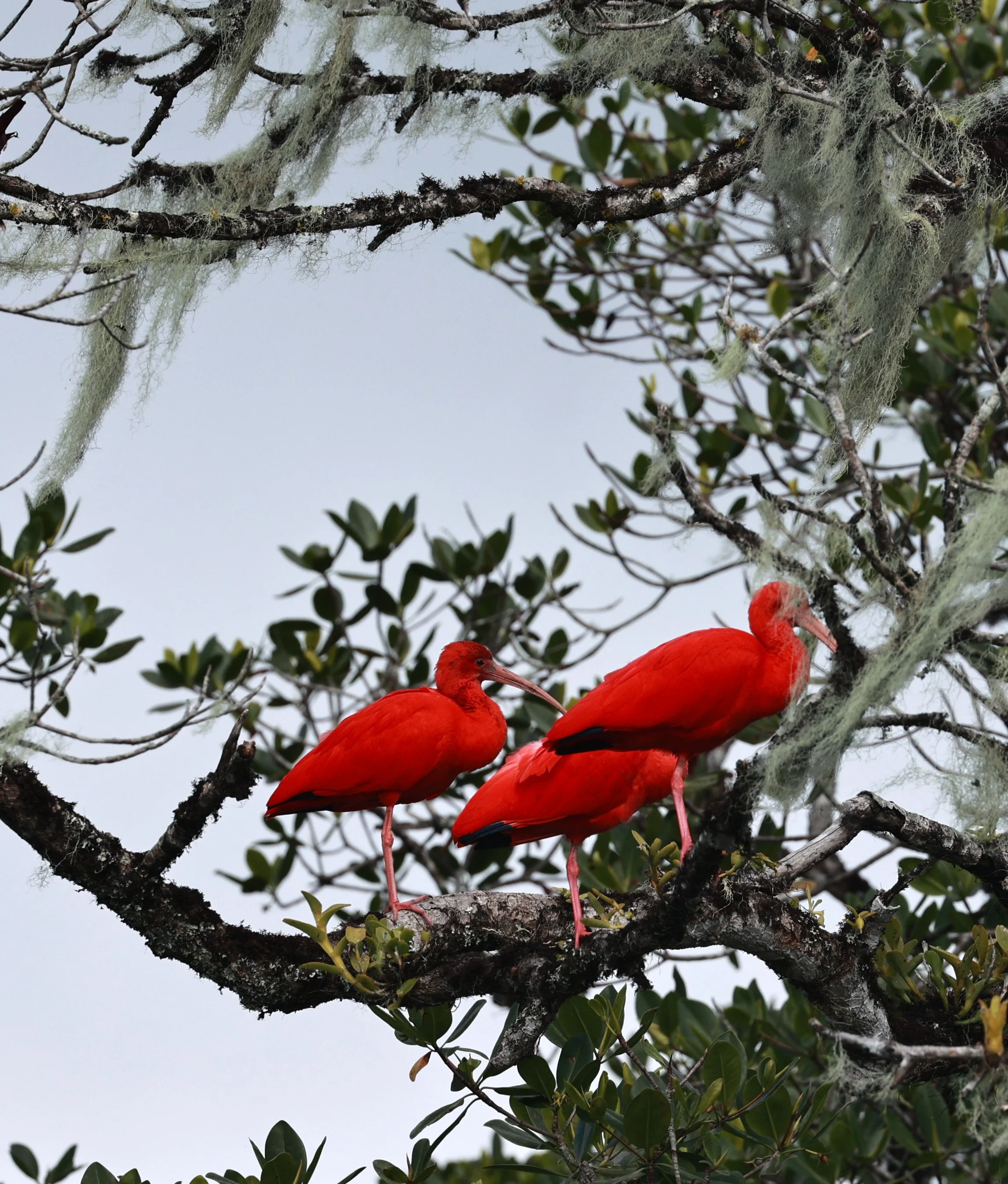 Scarlet Ibis (Eudocimus ruber) Superagüi National Park, Brazil (9).jpg