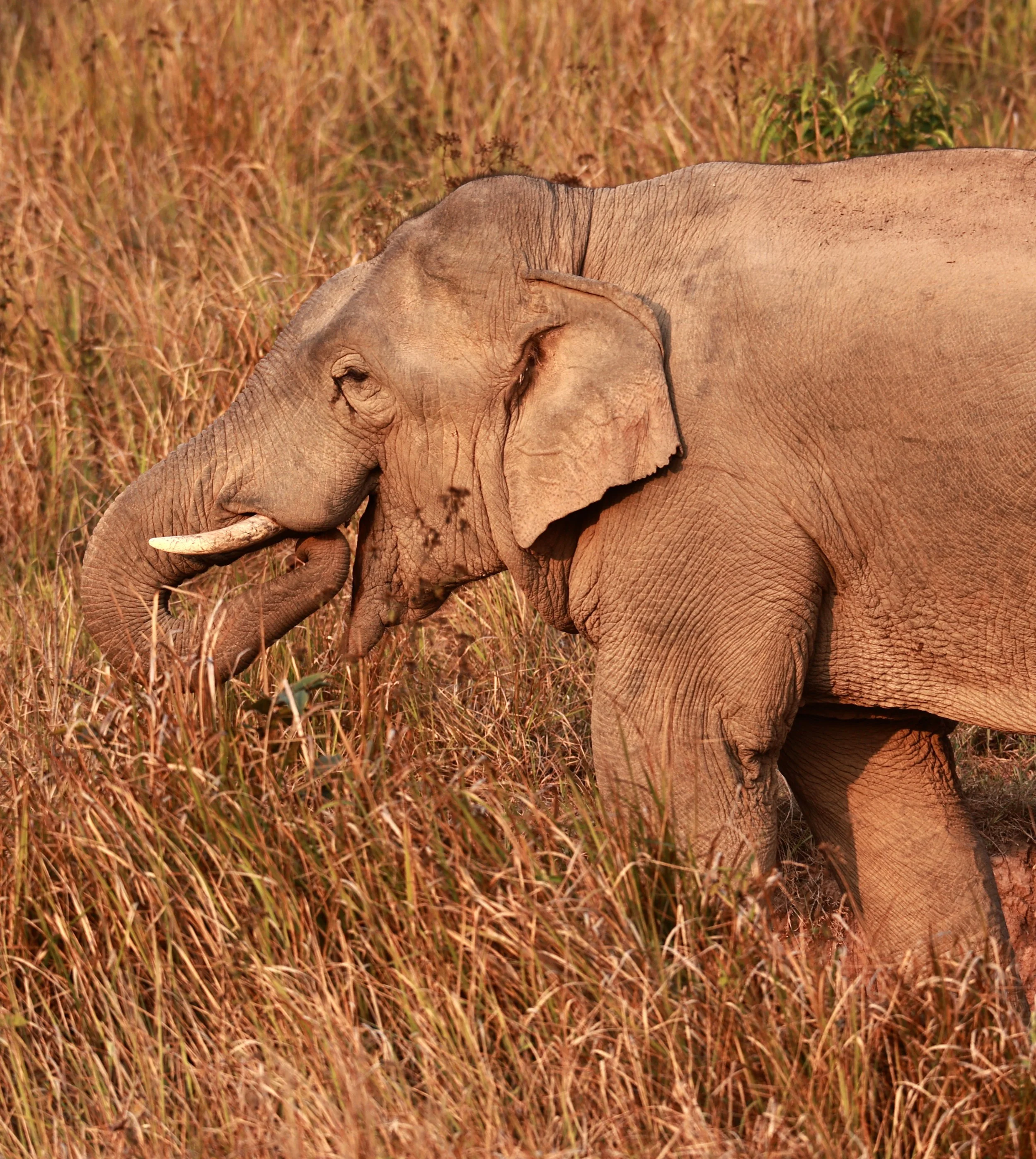 Asian Elephant (Elephas maximus) Khao Yai National Park, Thailand (75).jpg