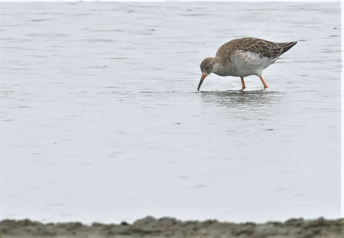 RUFF - Philomachus pugnax - BANG PAKONG SALT PANS CHACHOENGSAO WEST OF RIVER Sep 25 2021 (2).jpg