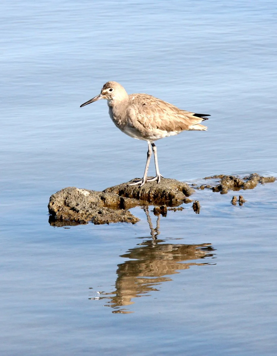 BIRD - WILLET - ARCATA MARSH CALIFORNIA (3).JPG