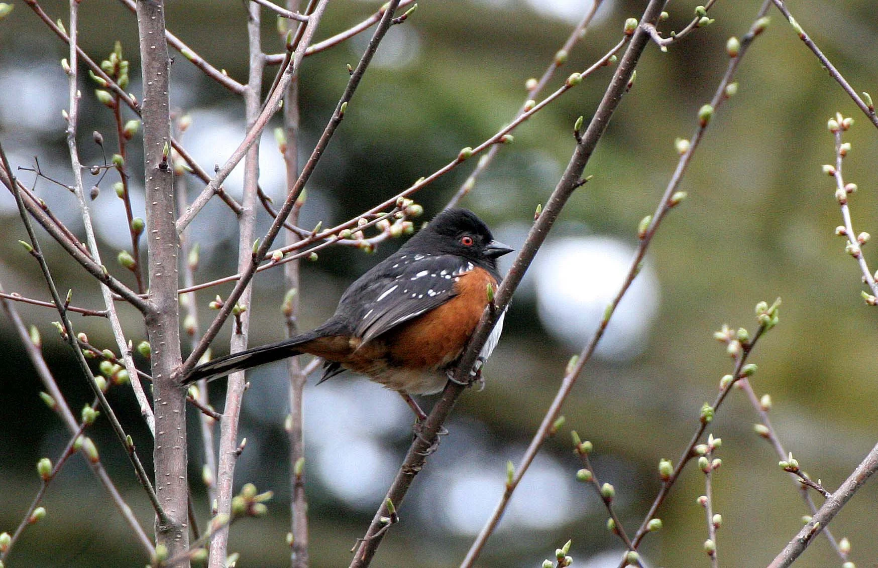 BIRD - TOWHEE - SPOTTED TOWHEE - LAKE FARM WA (10).JPG