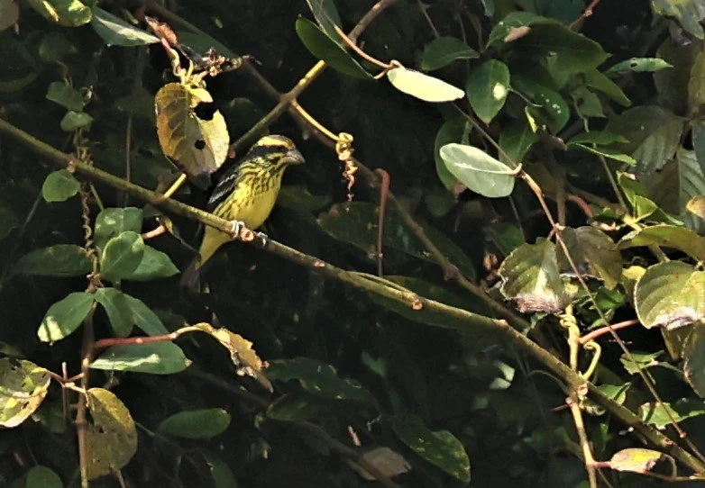 Spot-winged Grosbeak (Mycerobas melanozanthos) Fang Hotsprings Chiang Mai Thailand (34).jpg