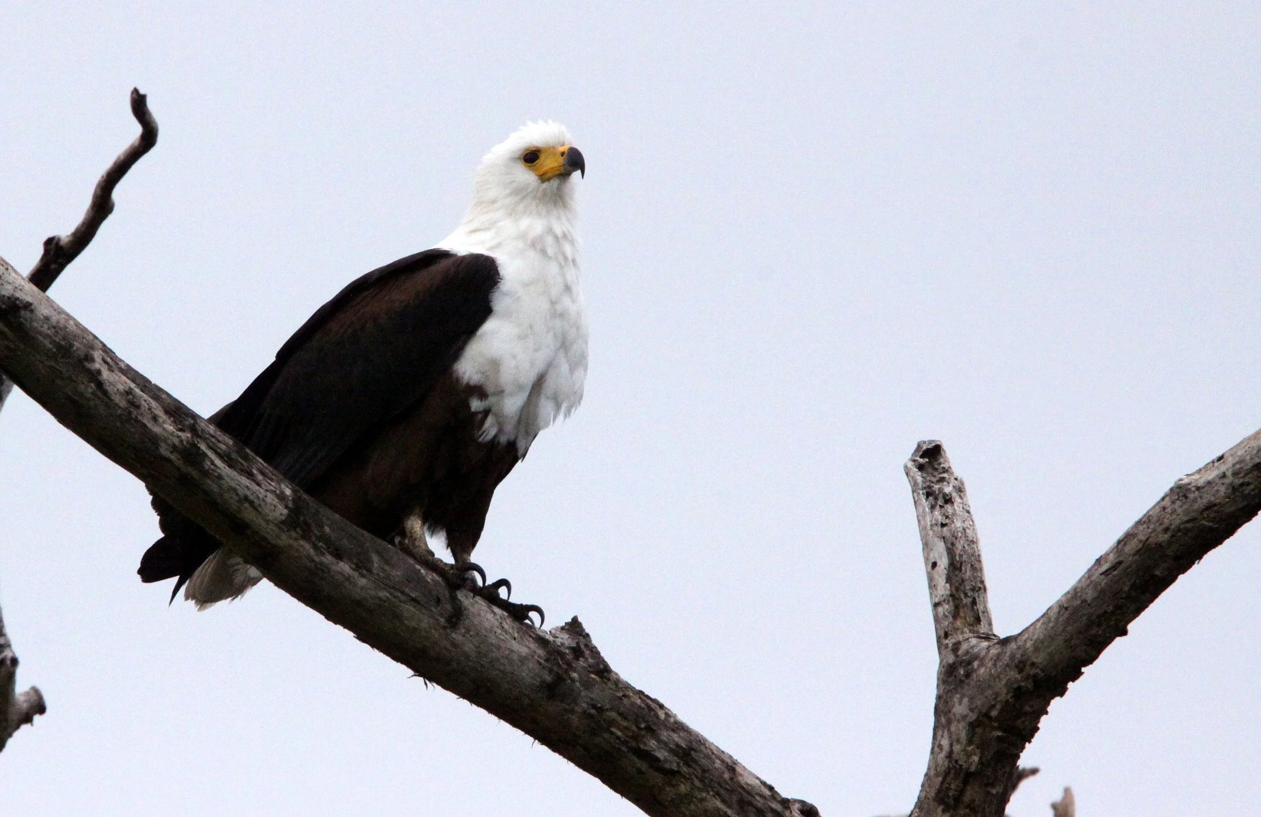 Haliaeetus vocifer - AFRICAN FISH EAGLE - SAINT LUCIA WETLANDS RESERVE - SOUTH AFRICA (3).JPG
