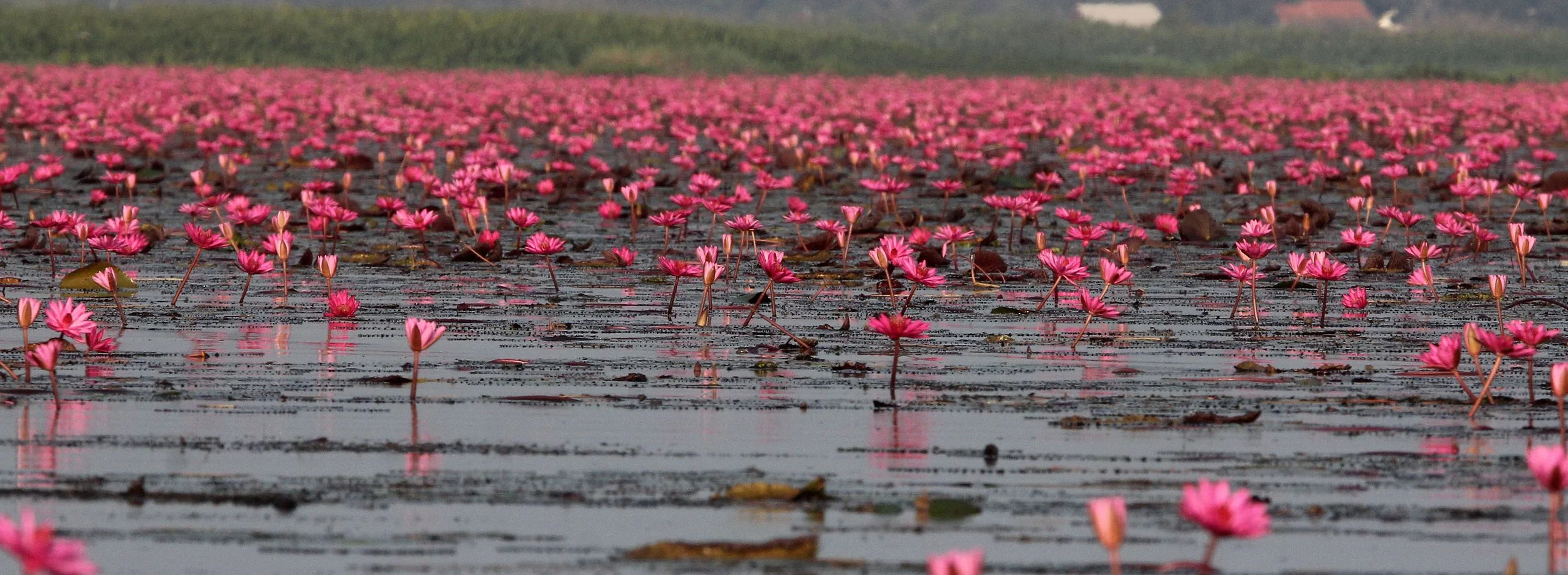 2018 Thale Noi Bird Sanctuary Patthalung (45).JPG