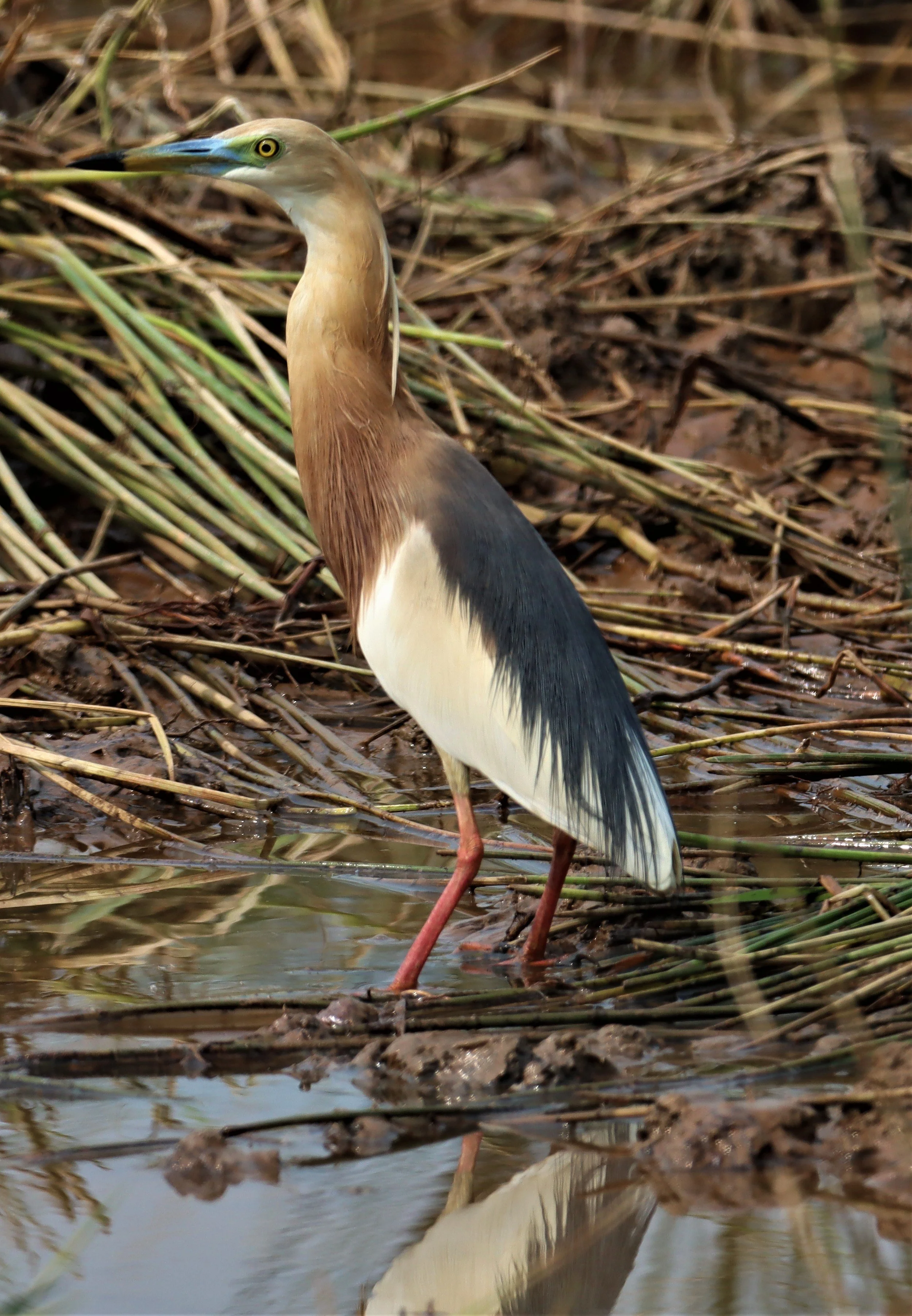 HERON - JAVAN POND HERON - Ardeola speciosa - BANG KHAEM WETLANDS NAKHON PATHOM MARCH 13 (2).jpg