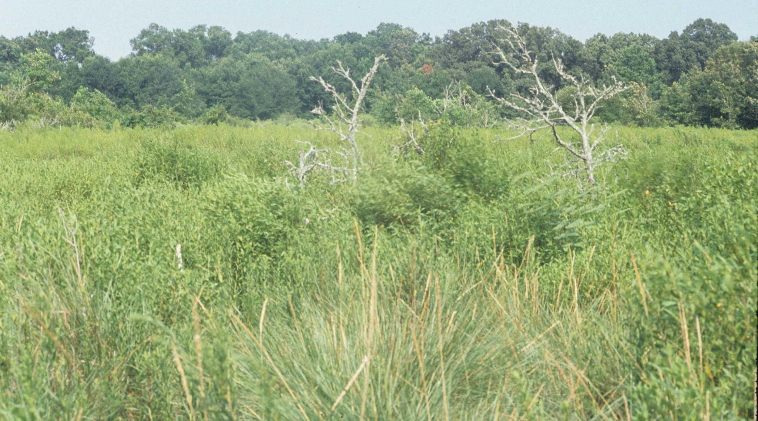 CALIFORNIA - COSUMNES RIVER PRESERVE - QUERCUS LOBATA  FOREST.jpg