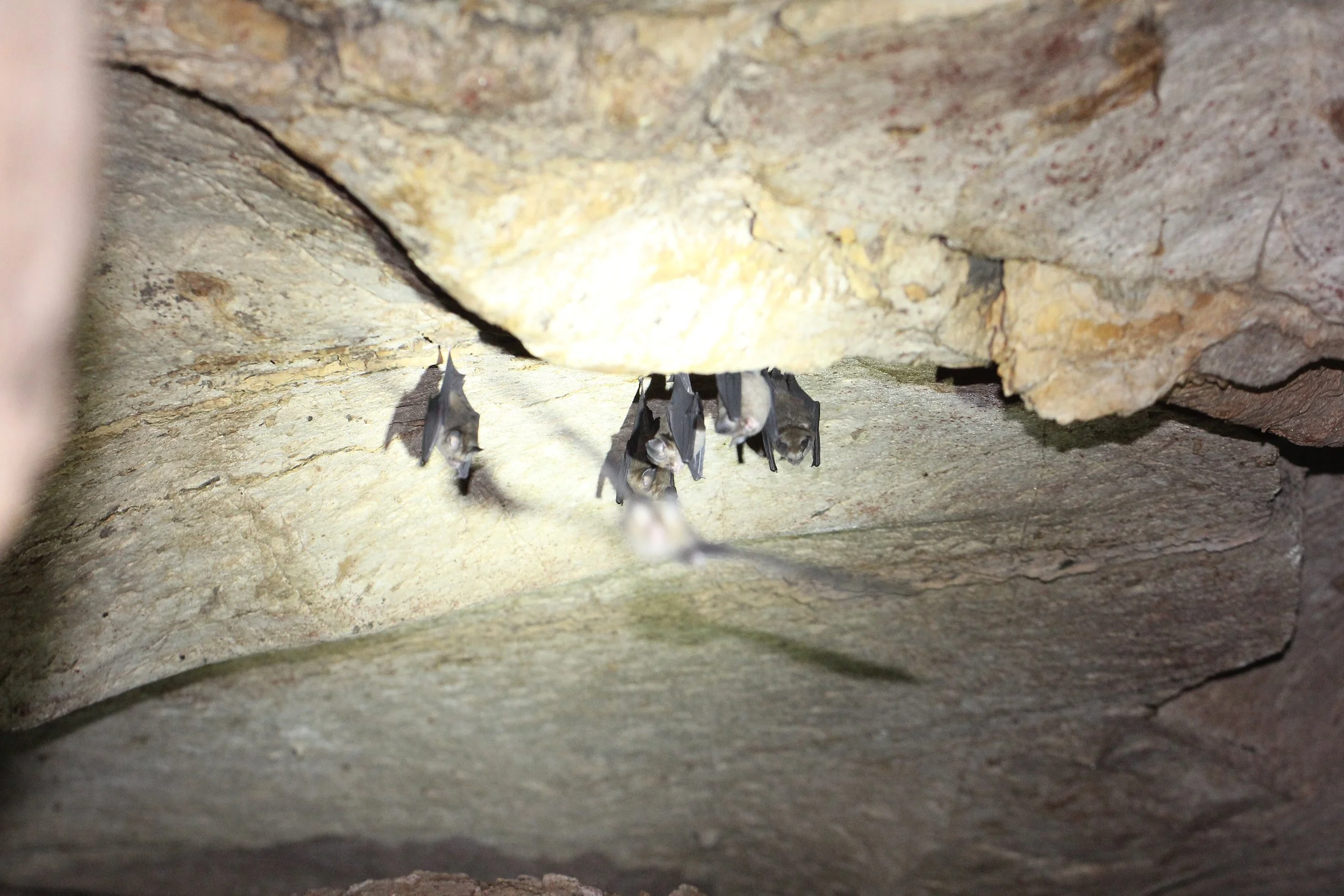 ROUNDLEAF BAT - INTERMEDIATE ROUNDLEAF BAT - Hipposideros larvatus - KOH LANTA THAILAND (5).JPG