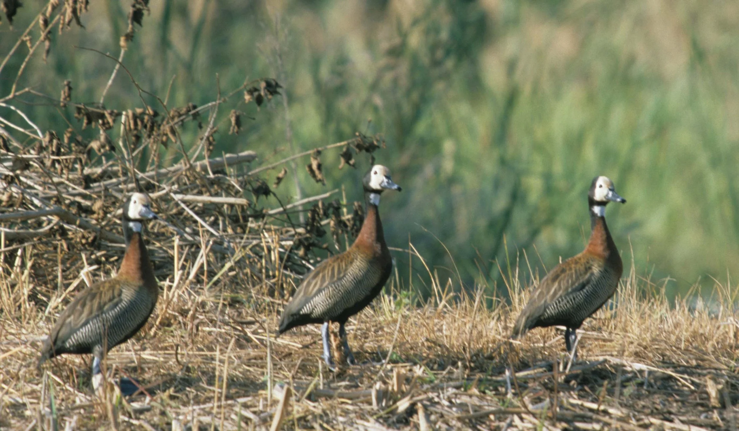 BIRDS - WHITEFACED DUCK - KRUGER A.jpg