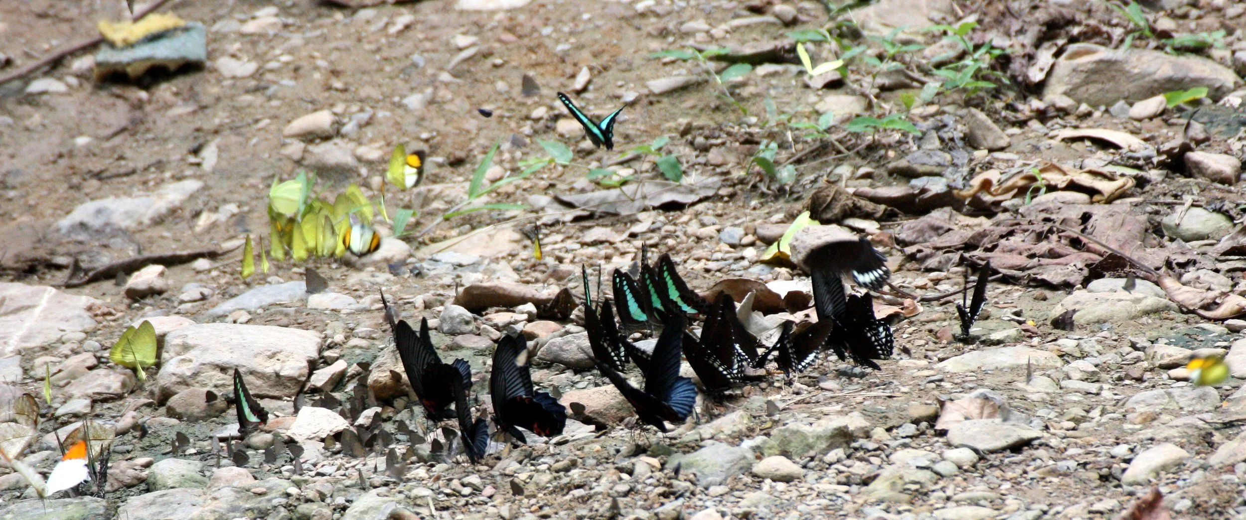 Papilionidae - Mixed Groups - Kaeng Krachan NP, Thailand (2).JPG