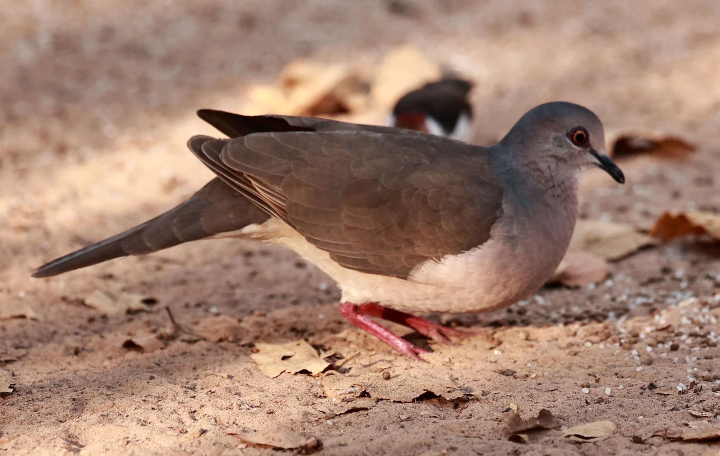 Gray-fronted Dove (Leptotila rufaxilla) Porto Alegre Lodge, Pantanal (2).jpg
