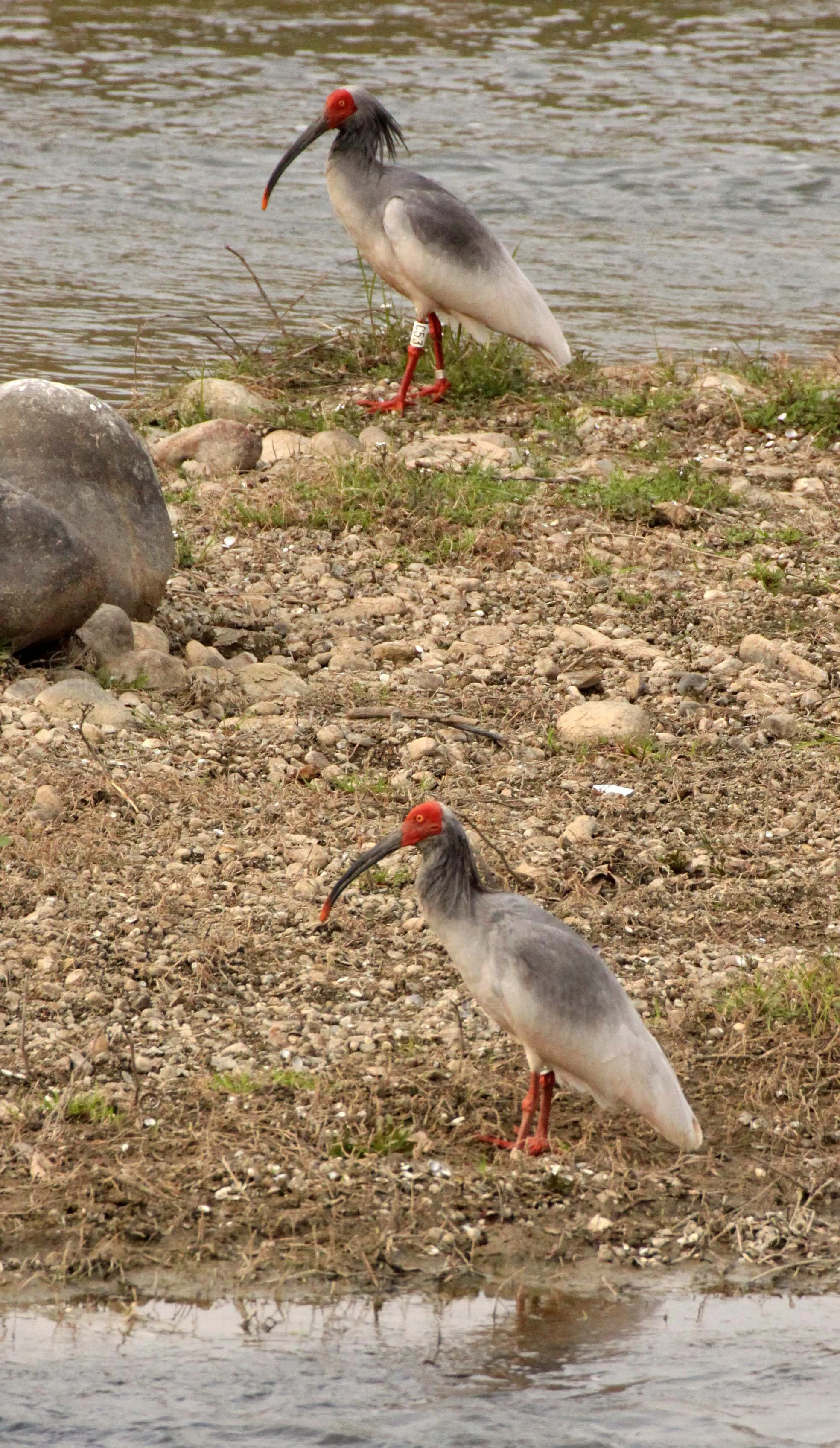 IBIS - CRESTED IBIS - Nipponia nippon - YANG COUNTY SHAANXI PROVINCE CHINA (30).JPG