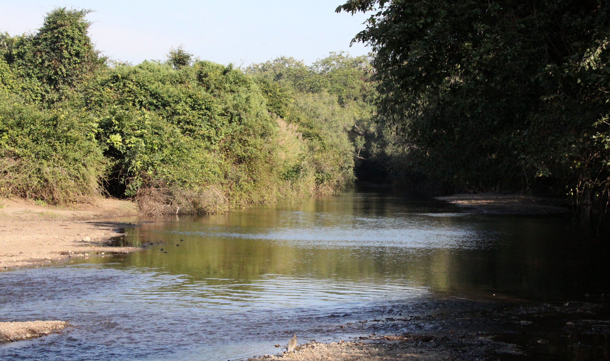 GUJARAT - GIR FOREST GUJARAT INDIA (5).JPG