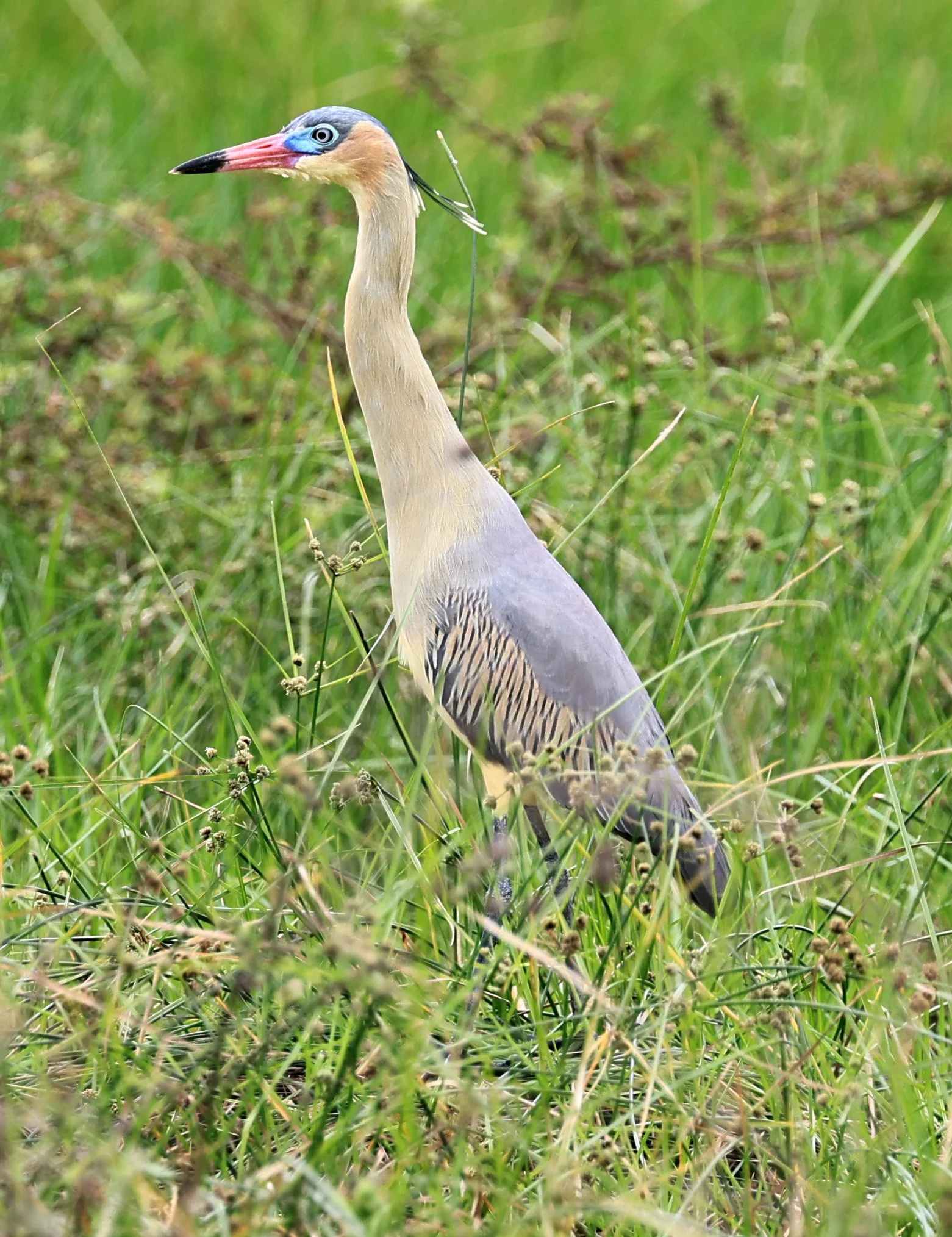 Whistling Heron (Syrigma sibilatrix) Agua Dulce Paraguay (5).jpg
