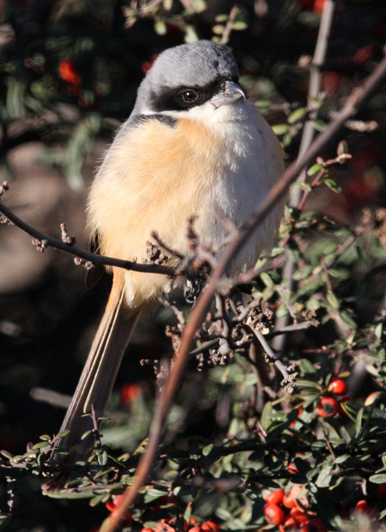 Grey-backed Shrike (Lanius tephronotus) Lijiang Yunnan in surrounding highlands (3).JPG