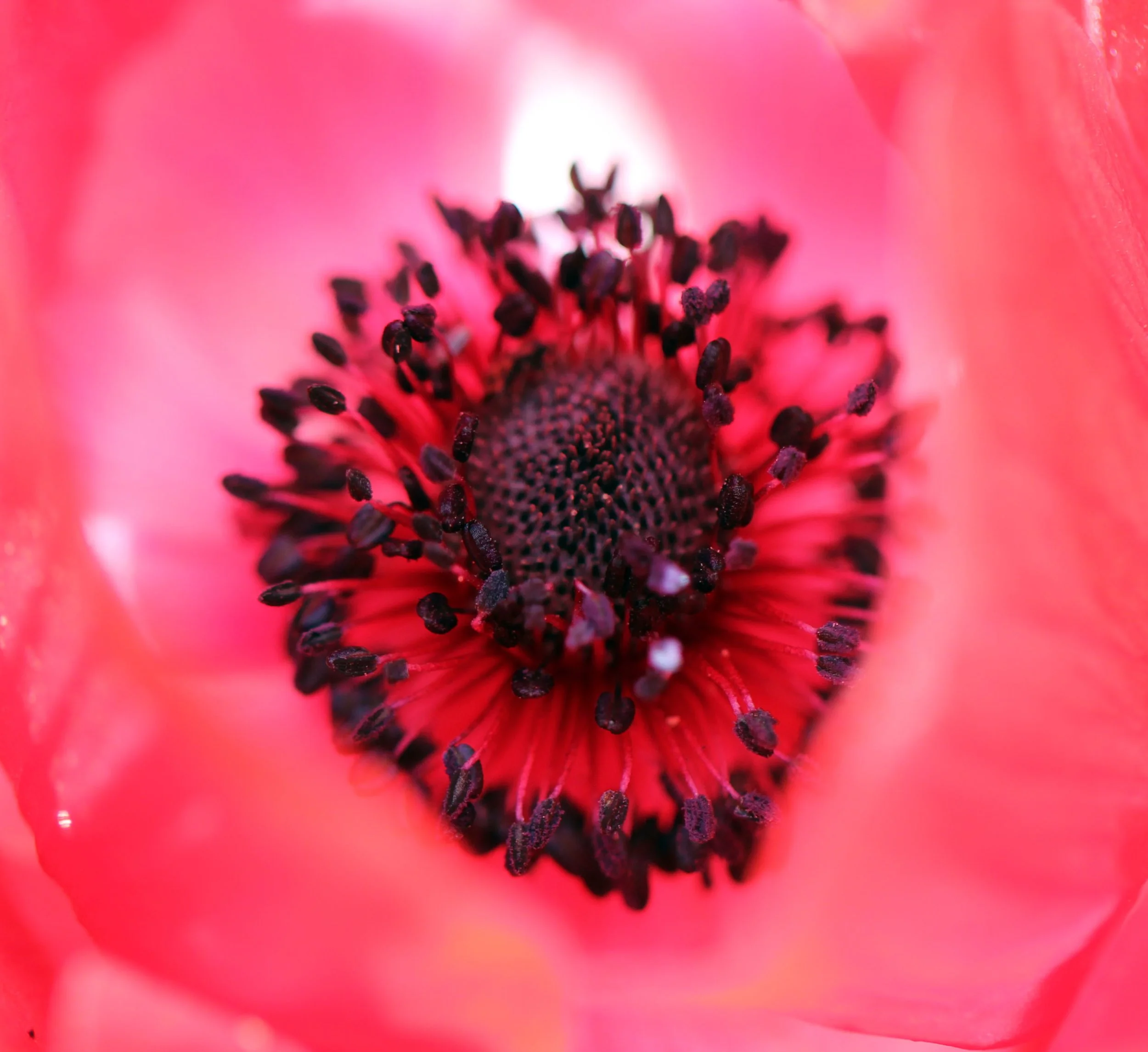 LEH, LADAKH INDIA - SNOW LEOPARD EXPEDITION (32).JPG